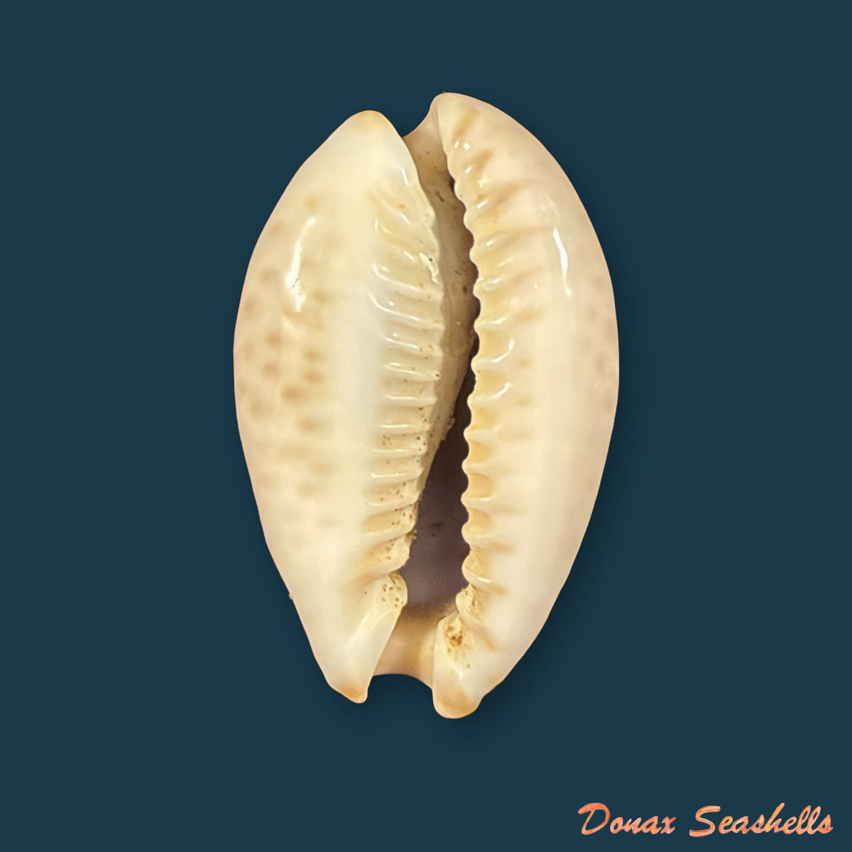 Naria ocellata (Linnaeus, 1758) - 32,7mm