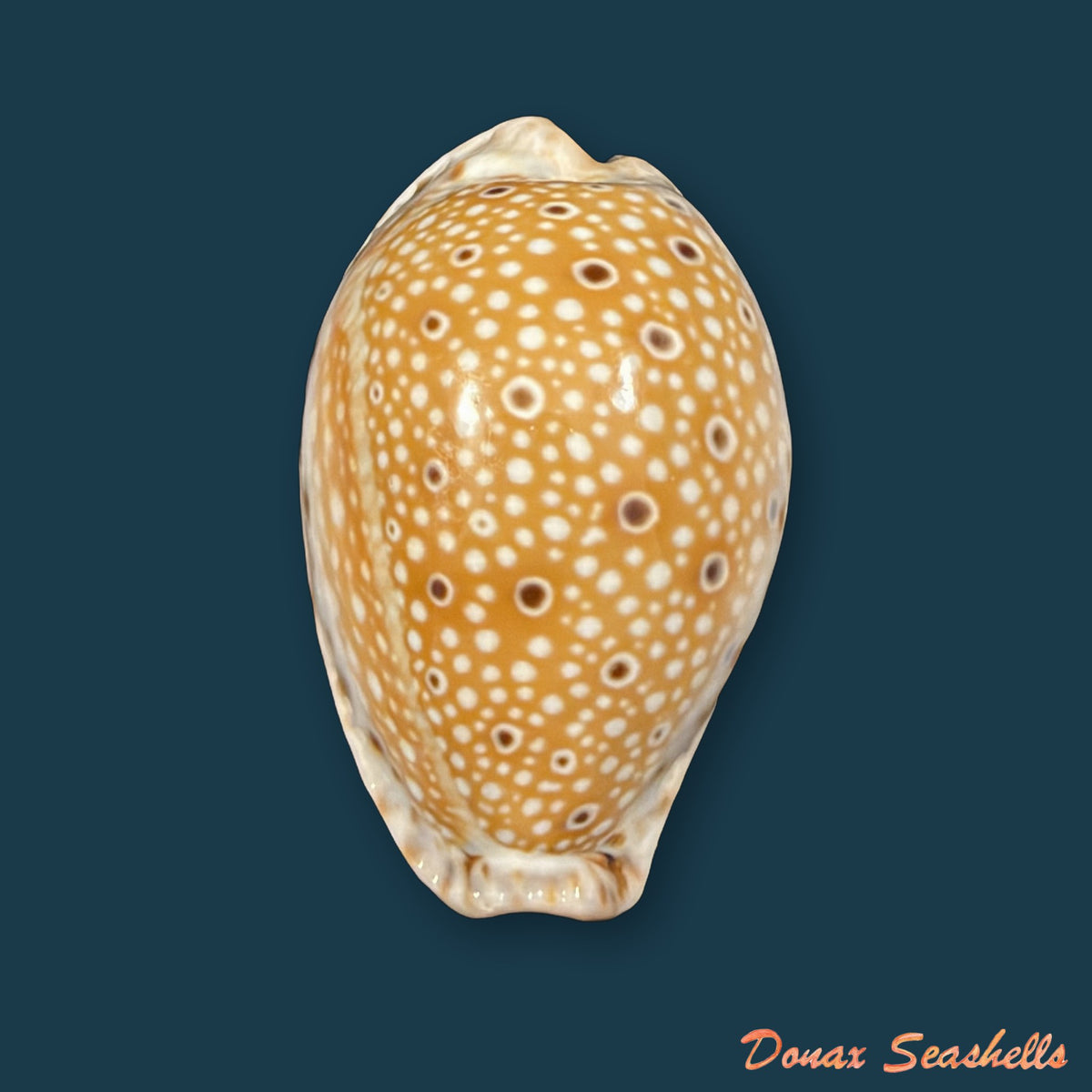 Naria ocellata (Linnaeus, 1758) - 32,5mm