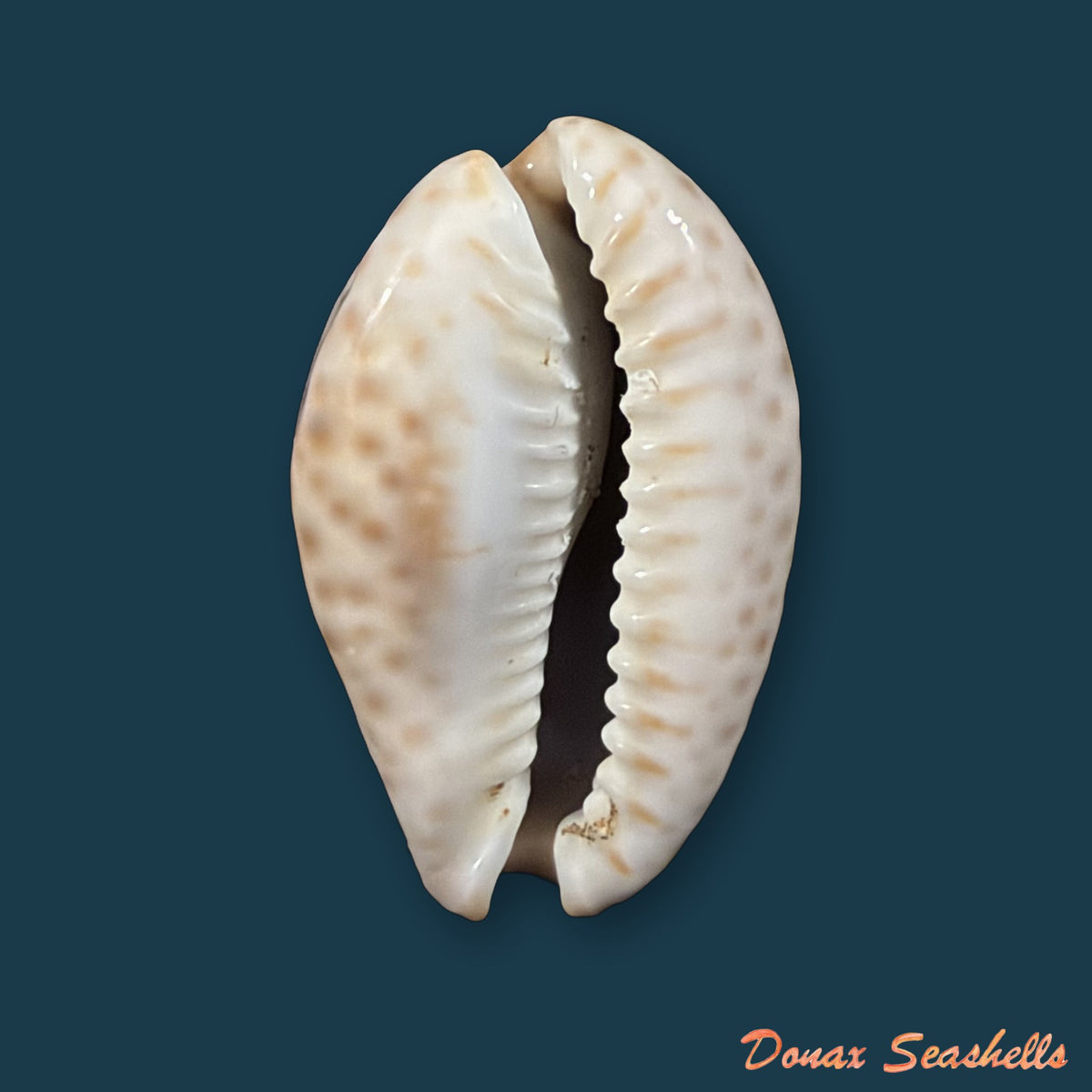 Naria ocellata (Linnaeus, 1758) - 32,5mm