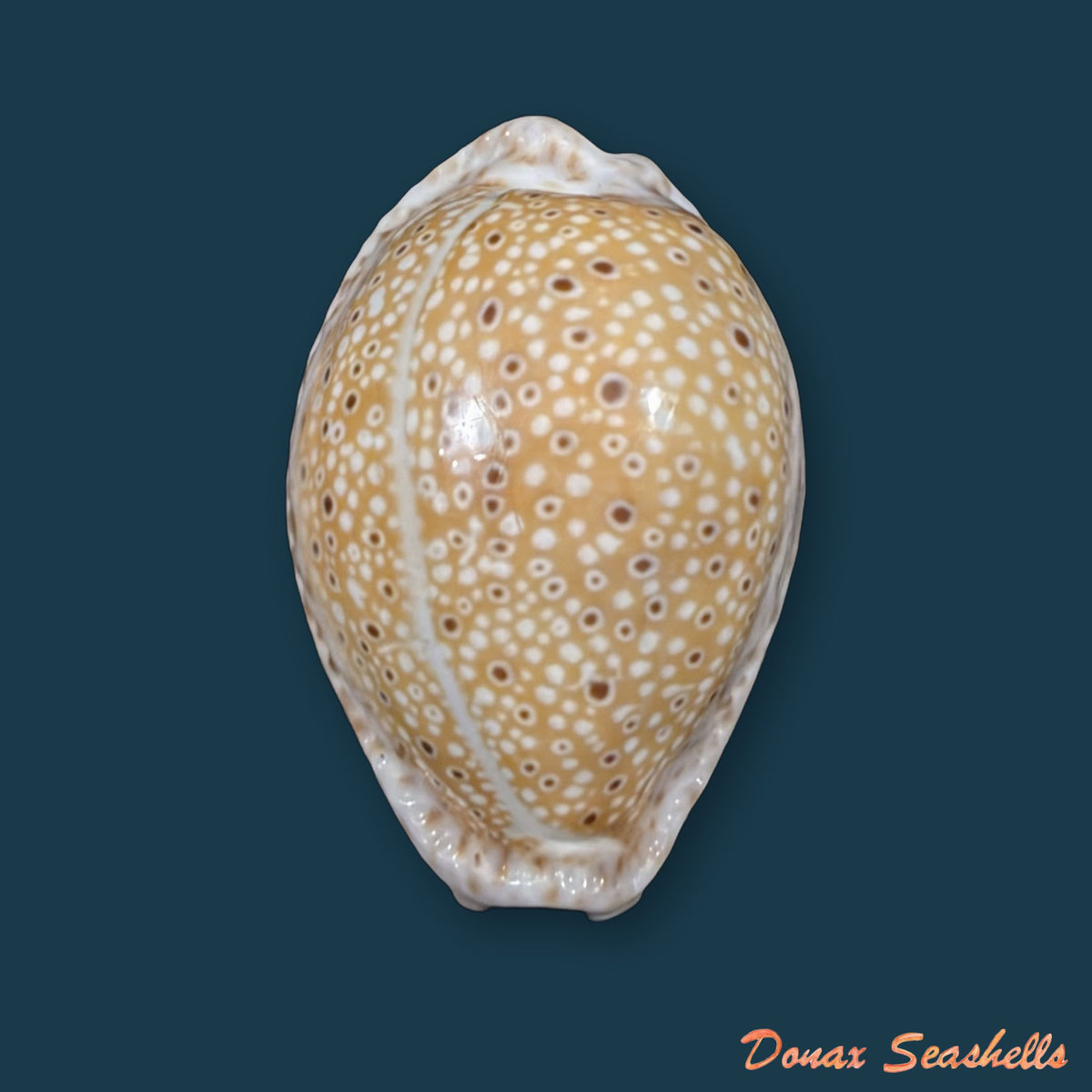 Naria ocellata (Linnaeus, 1758) - 31,1mm
