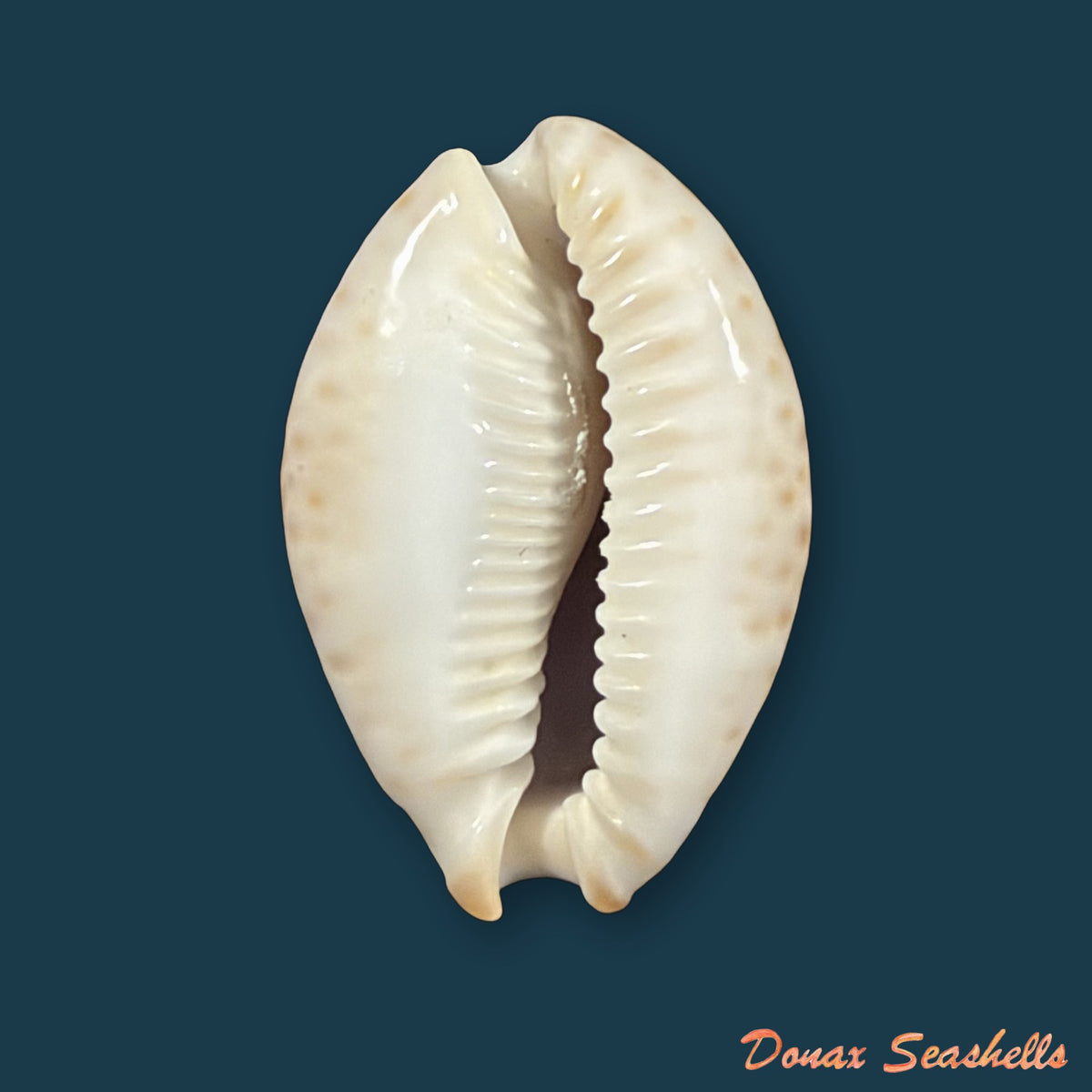 Naria ocellata (Linnaeus, 1758) - 31,1mm