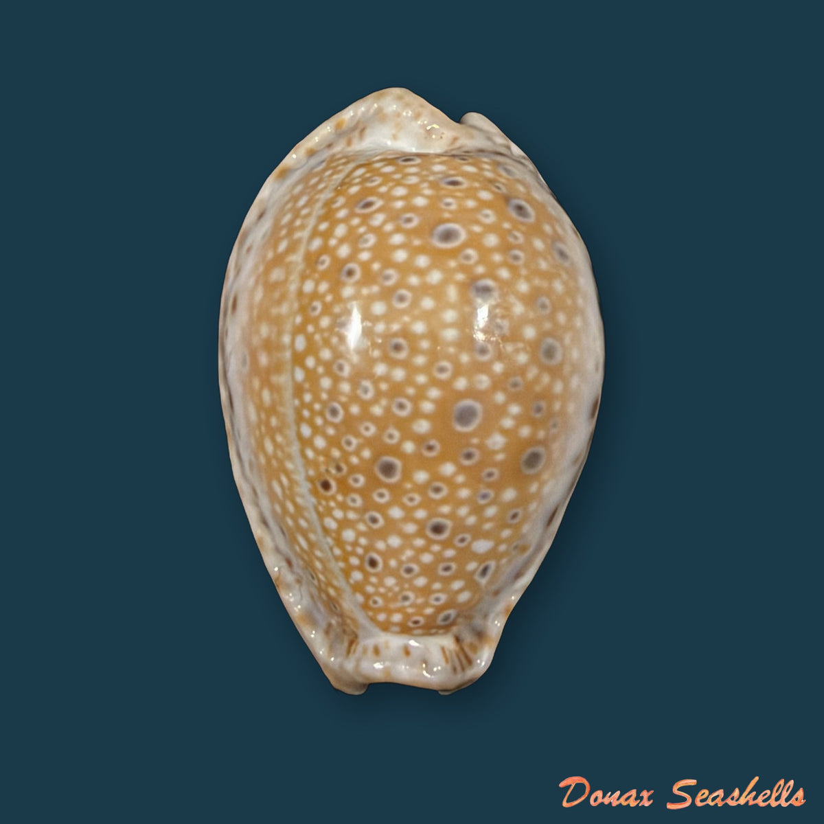 Naria ocellata (Linnaeus, 1758) - 32,8mm