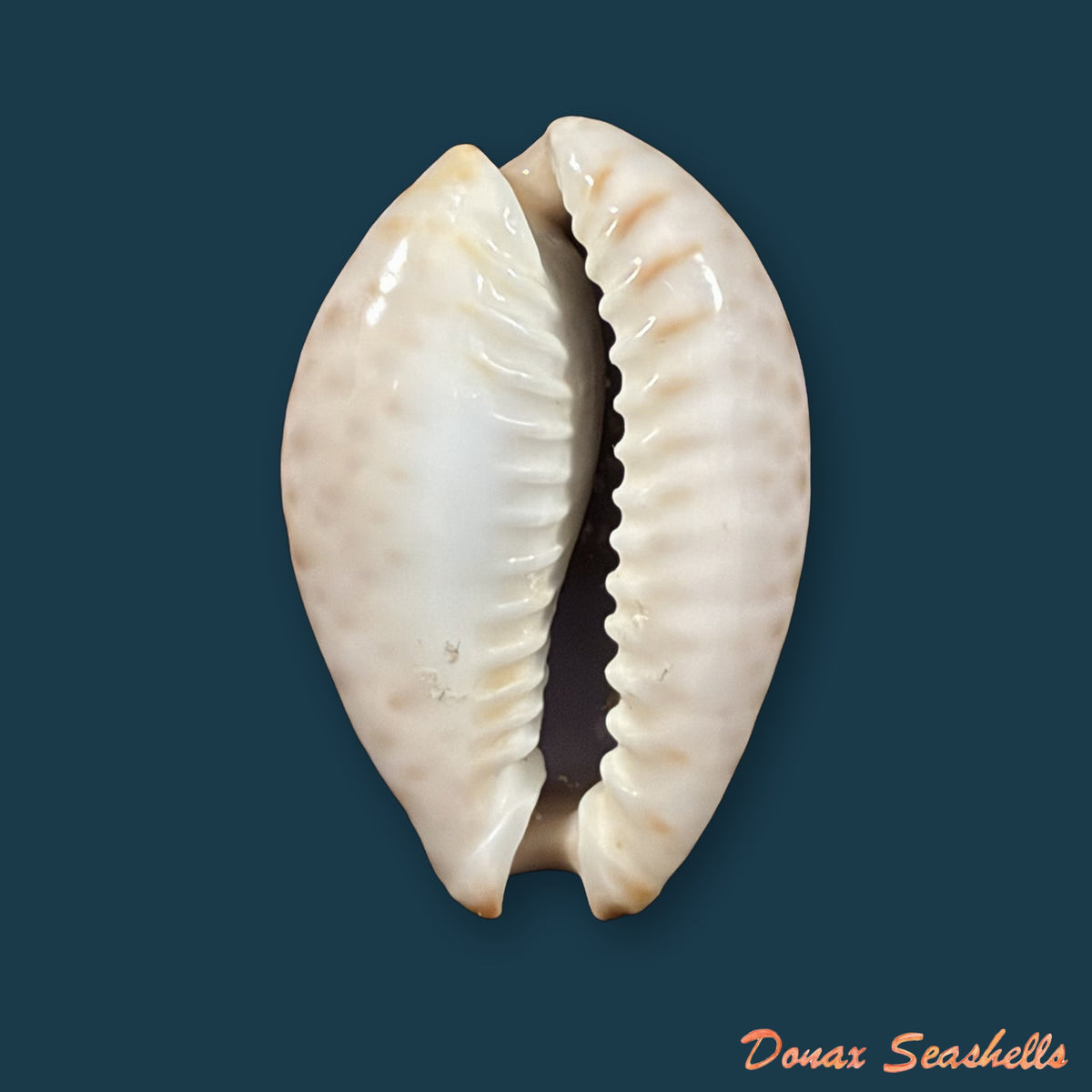 Naria ocellata (Linnaeus, 1758) - 32,8mm