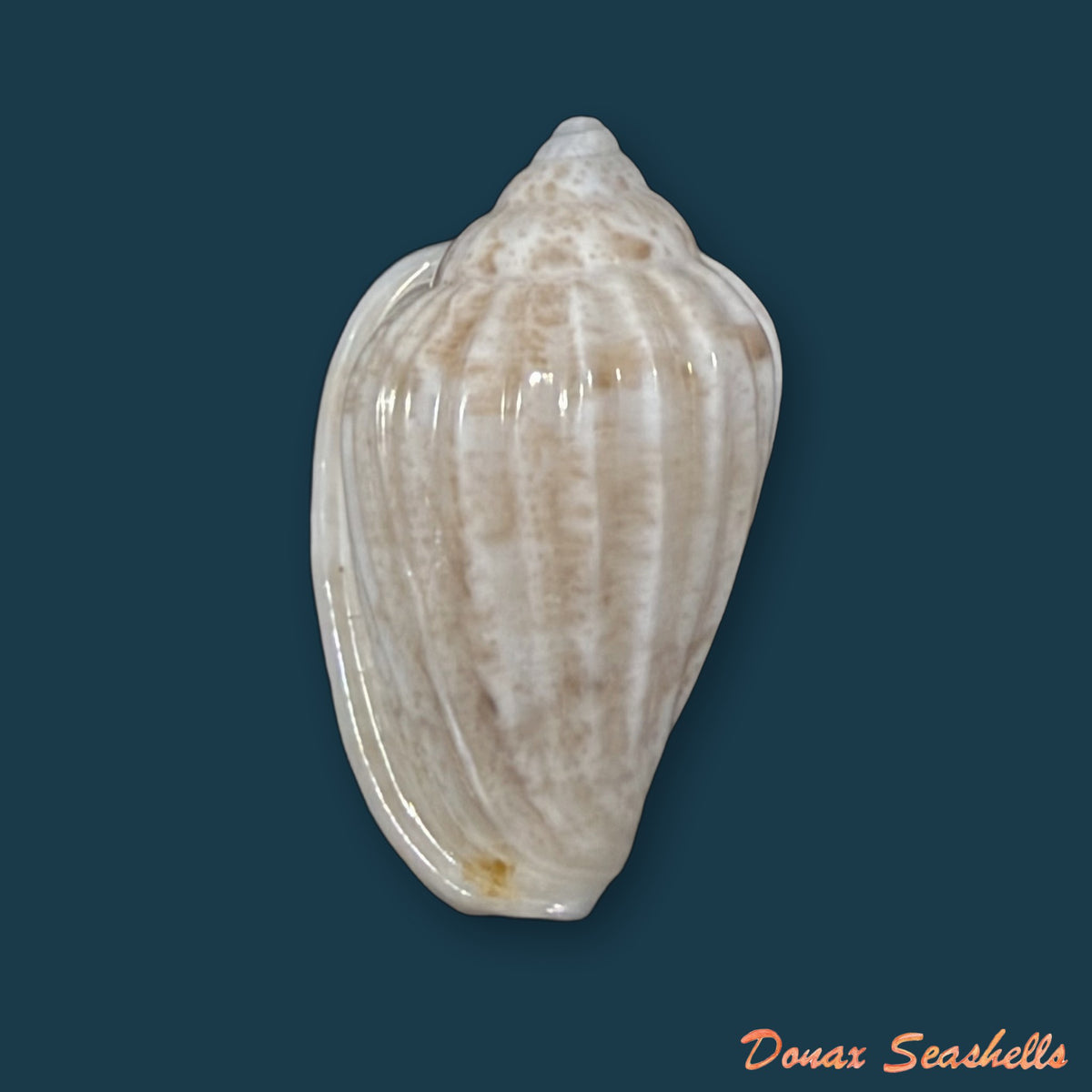 Glabella mozambicana Boyer, 2014 - 19,8mm