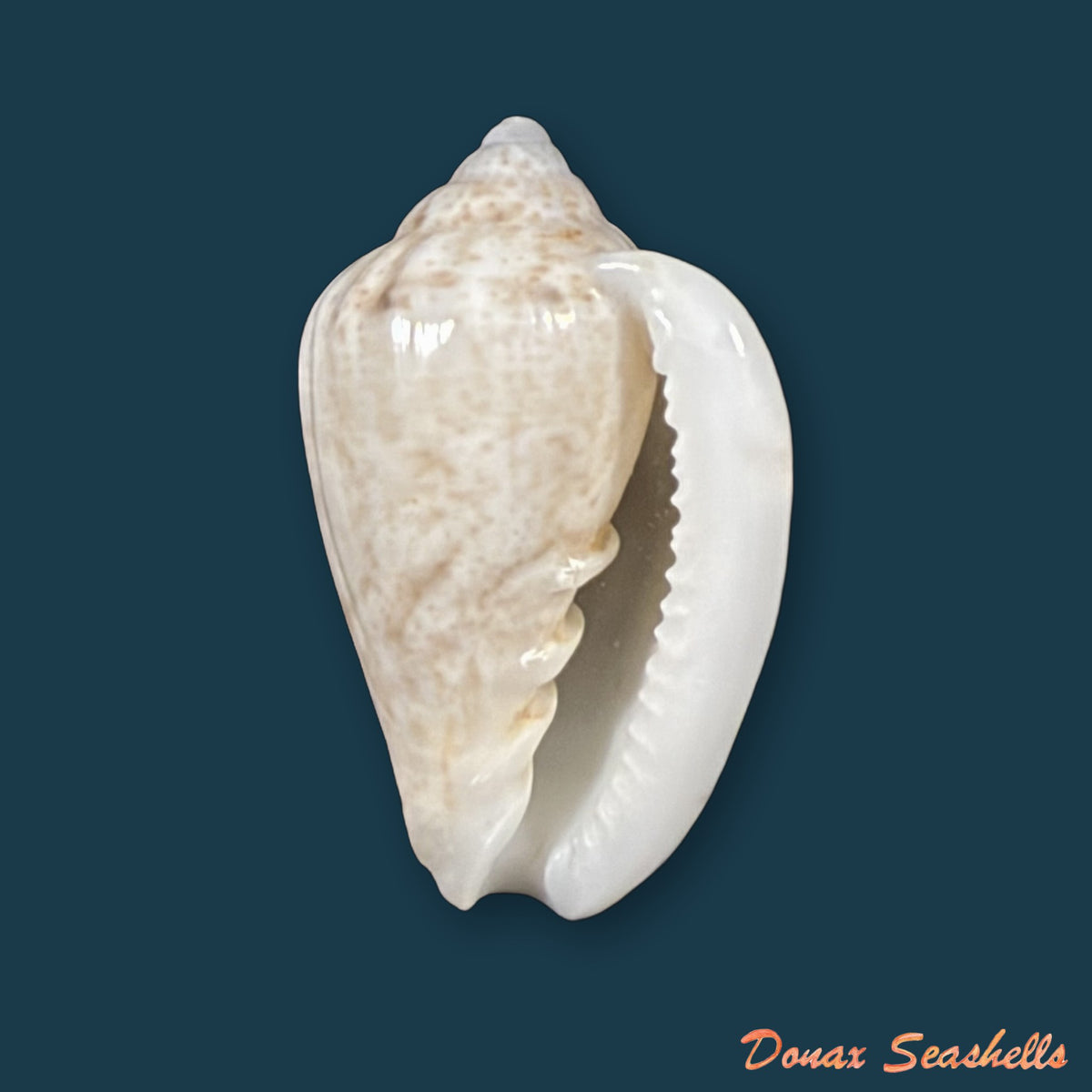 Glabella mozambicana Boyer, 2014 - 19,8mm