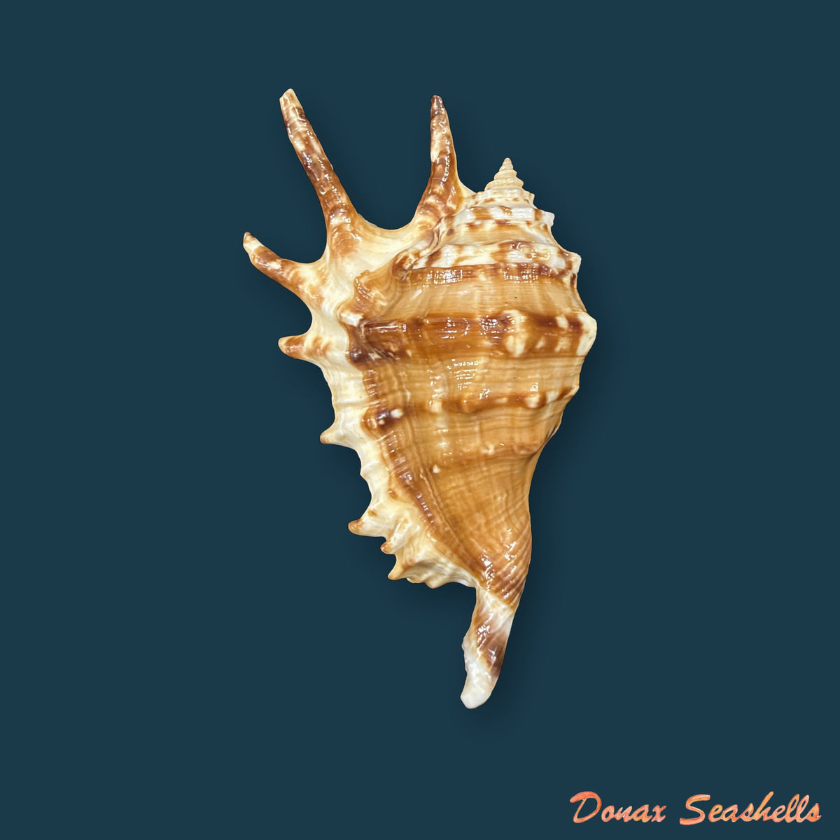 Lambis adami Bozzetti & T. Cossignani, 2003 - 53,1mm