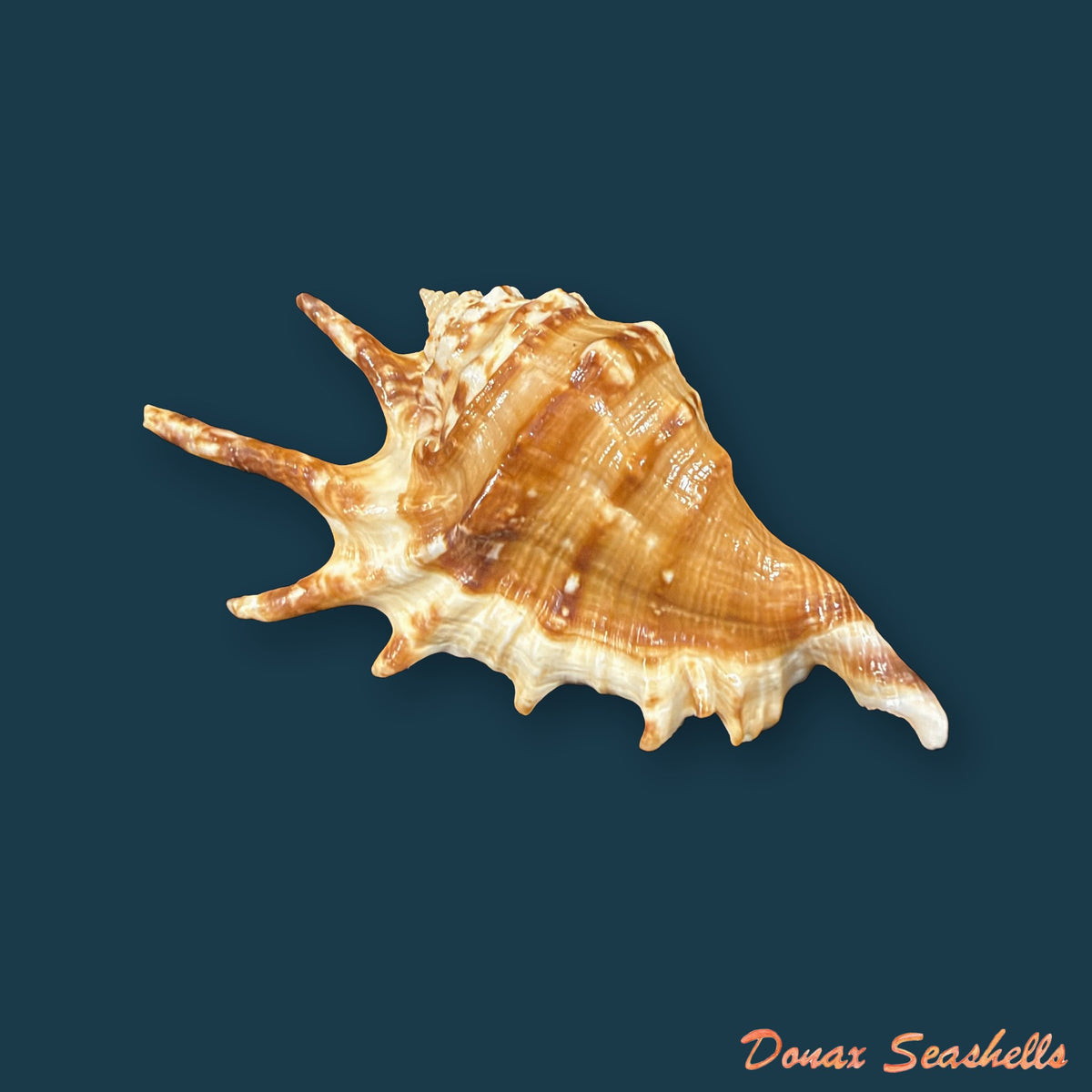 Lambis adami Bozzetti & T. Cossignani, 2003 - 53,1mm