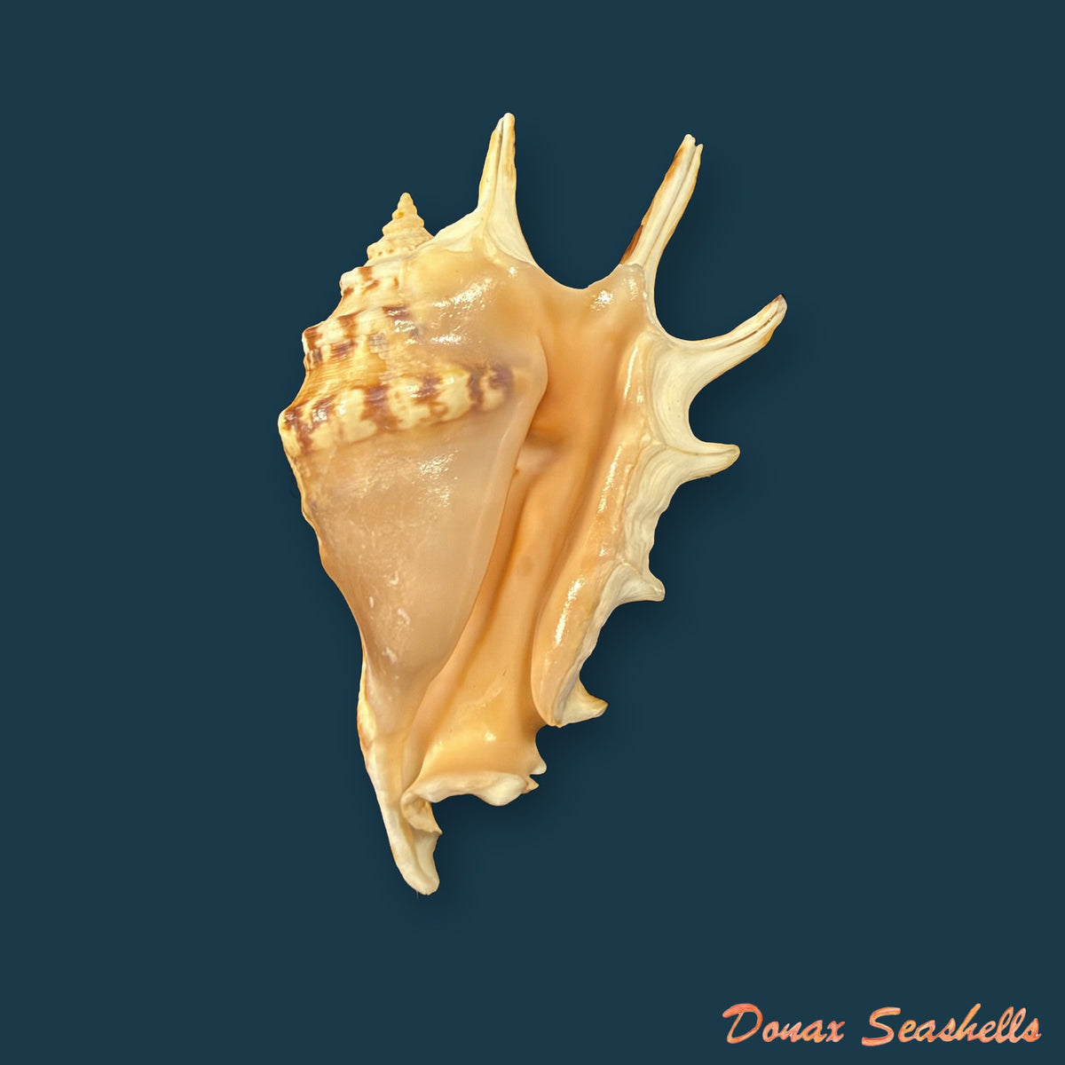 Lambis adami Bozzetti & T. Cossignani, 2003 - 53,1mm