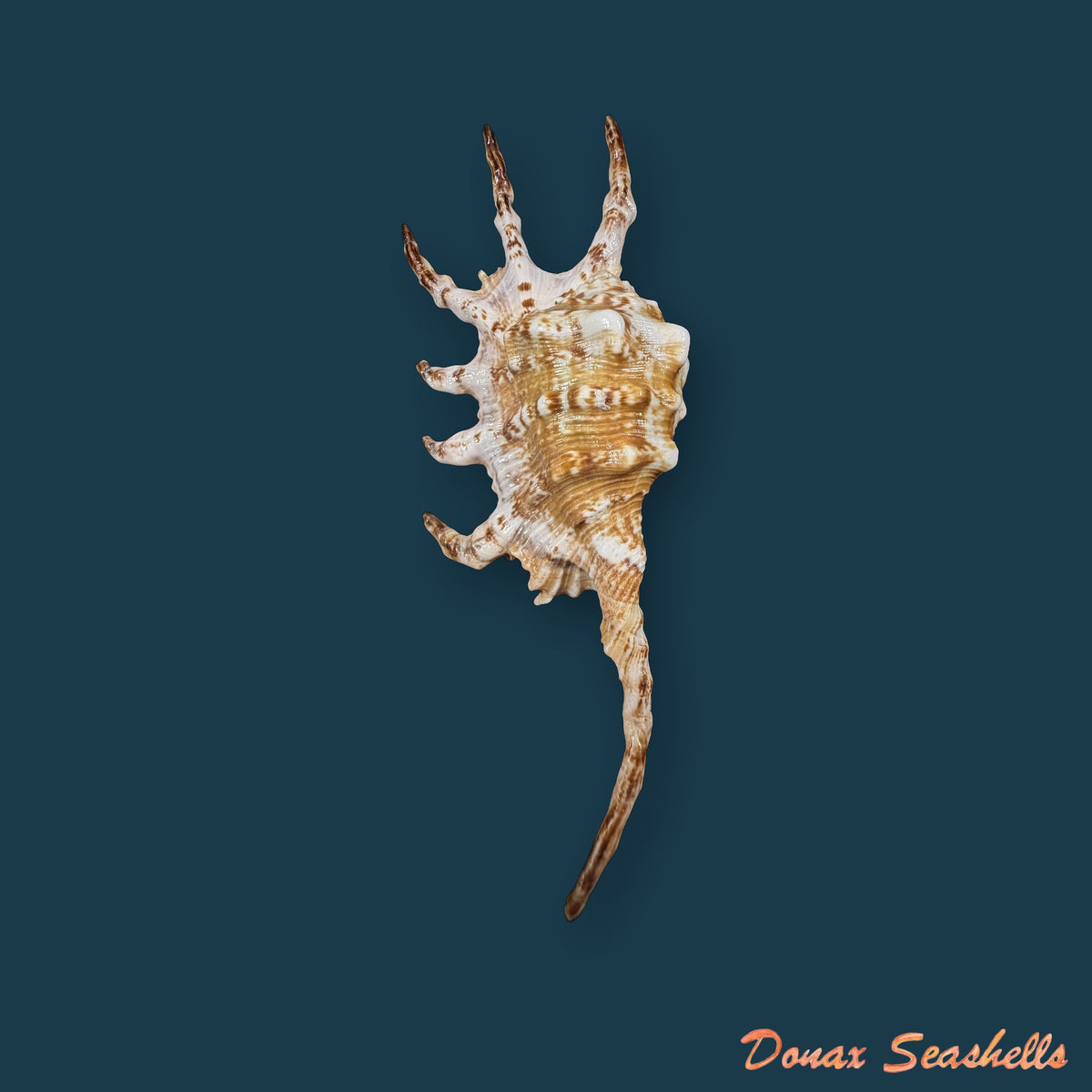 Lambis scorpius (Linnaeus, 1758) - 117,5mm