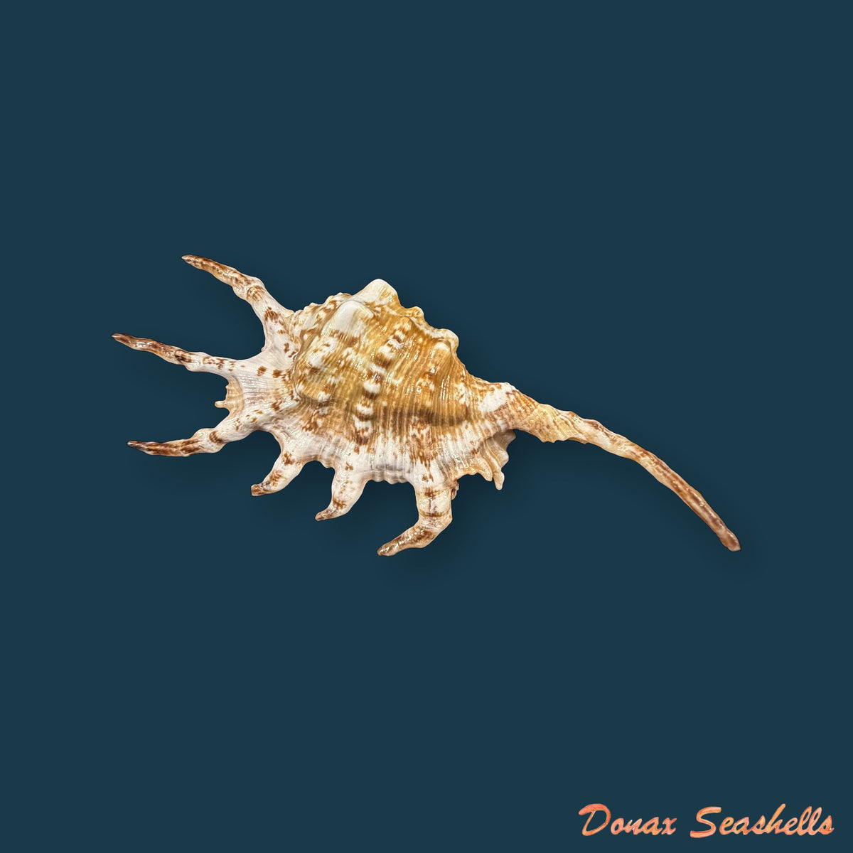 Lambis scorpius (Linnaeus, 1758) - 117,5mm