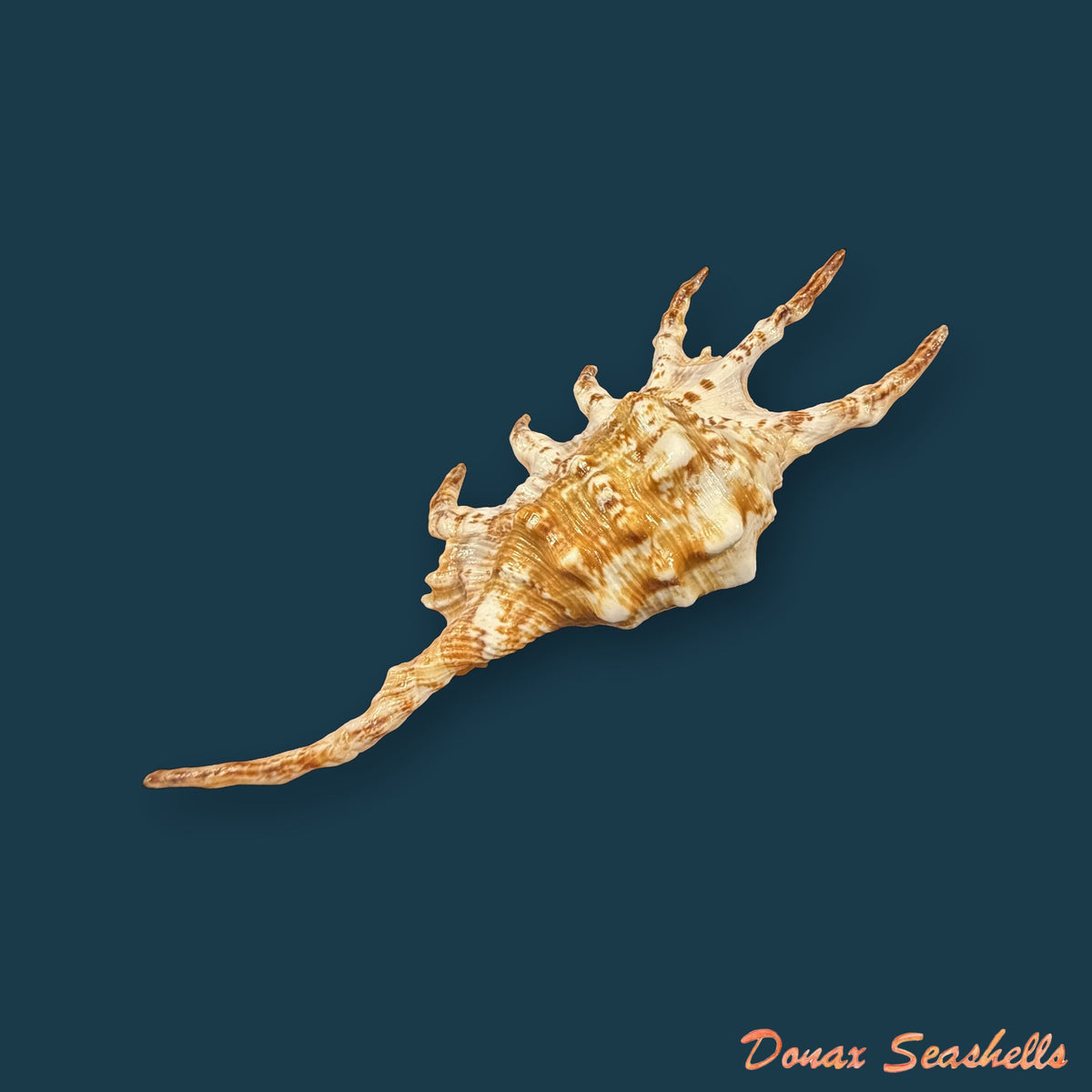 Lambis scorpius (Linnaeus, 1758) - 117,5mm