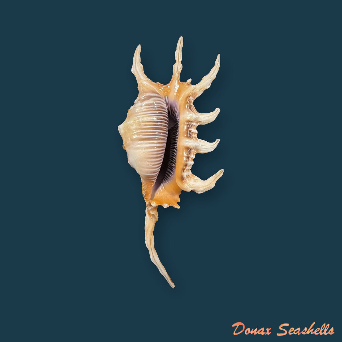 Lambis scorpius (Linnaeus, 1758) - 117,5mm