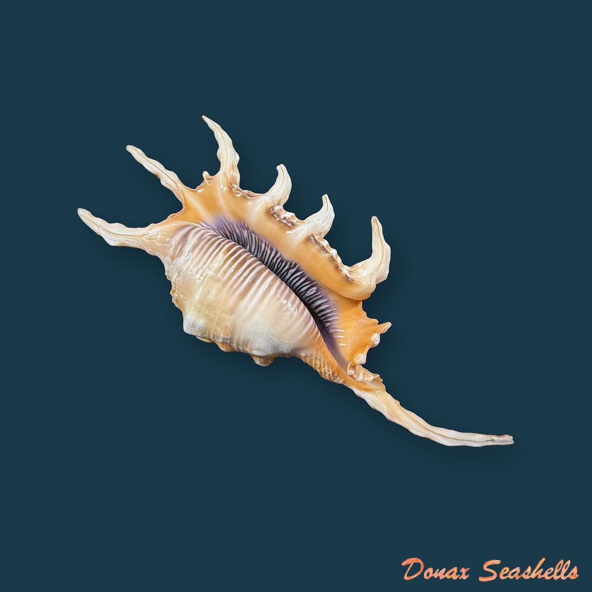 Lambis scorpius (Linnaeus, 1758) - 117,5mm