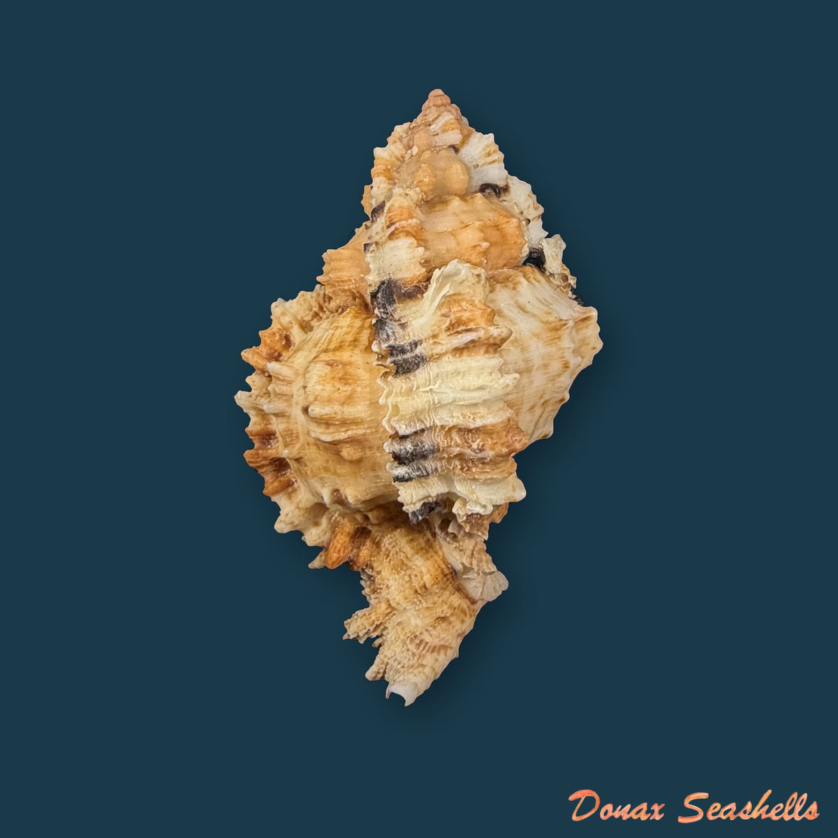 Phyllonotus oculatus (Reeve, 1845) - 62,6mm