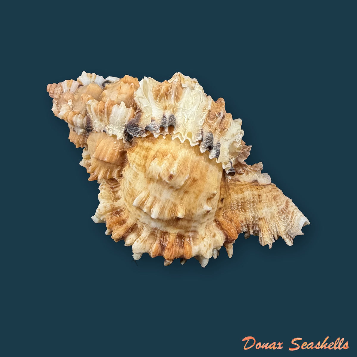 Phyllonotus oculatus (Reeve, 1845) - 62,6mm
