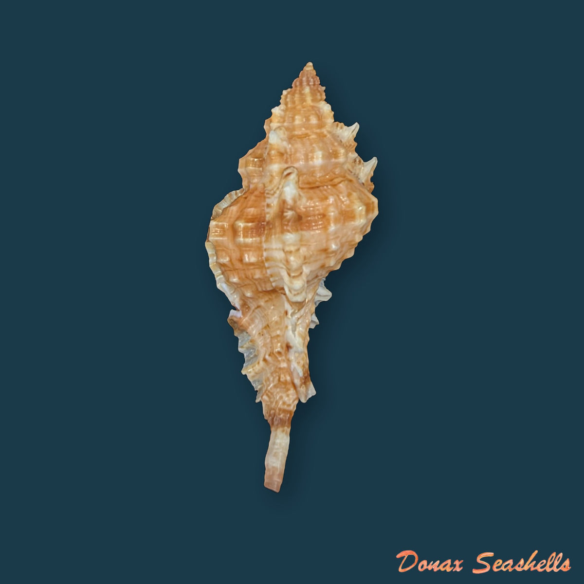 Siratus coltrorum (E. H. Vokes, 1990) - 39,1mm