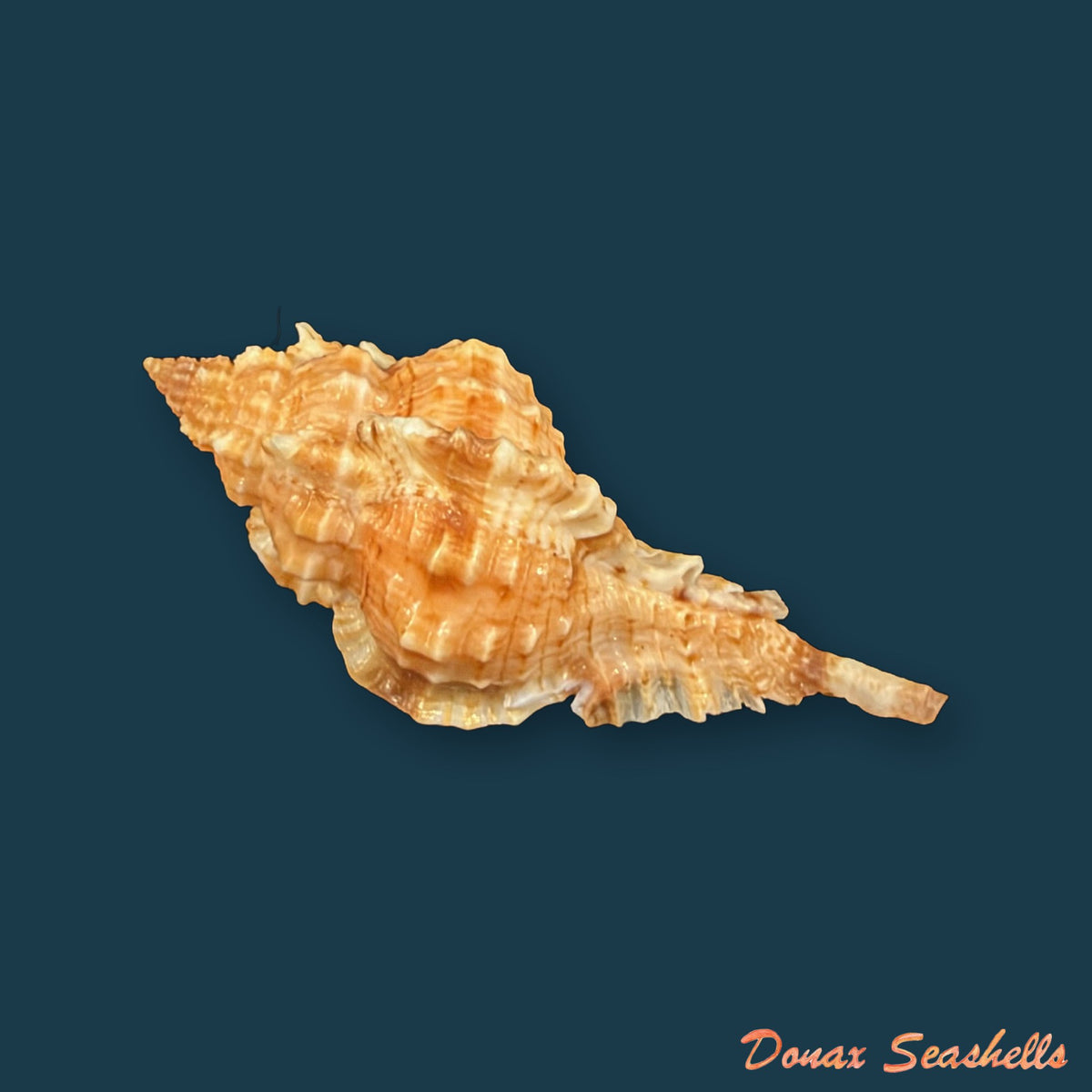 Siratus coltrorum (E. H. Vokes, 1990) - 39,1mm