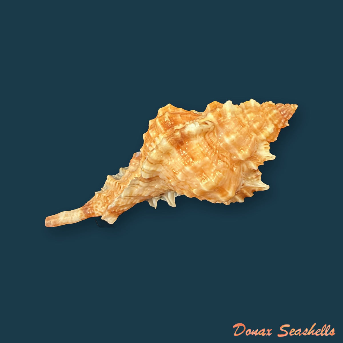 Siratus coltrorum (E. H. Vokes, 1990) - 39,1mm