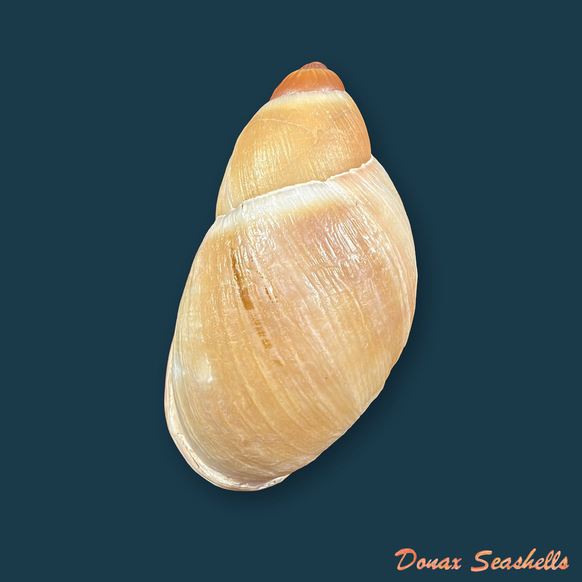 Megalobulimus granulosus (Rang, 1831) - 93,6mm