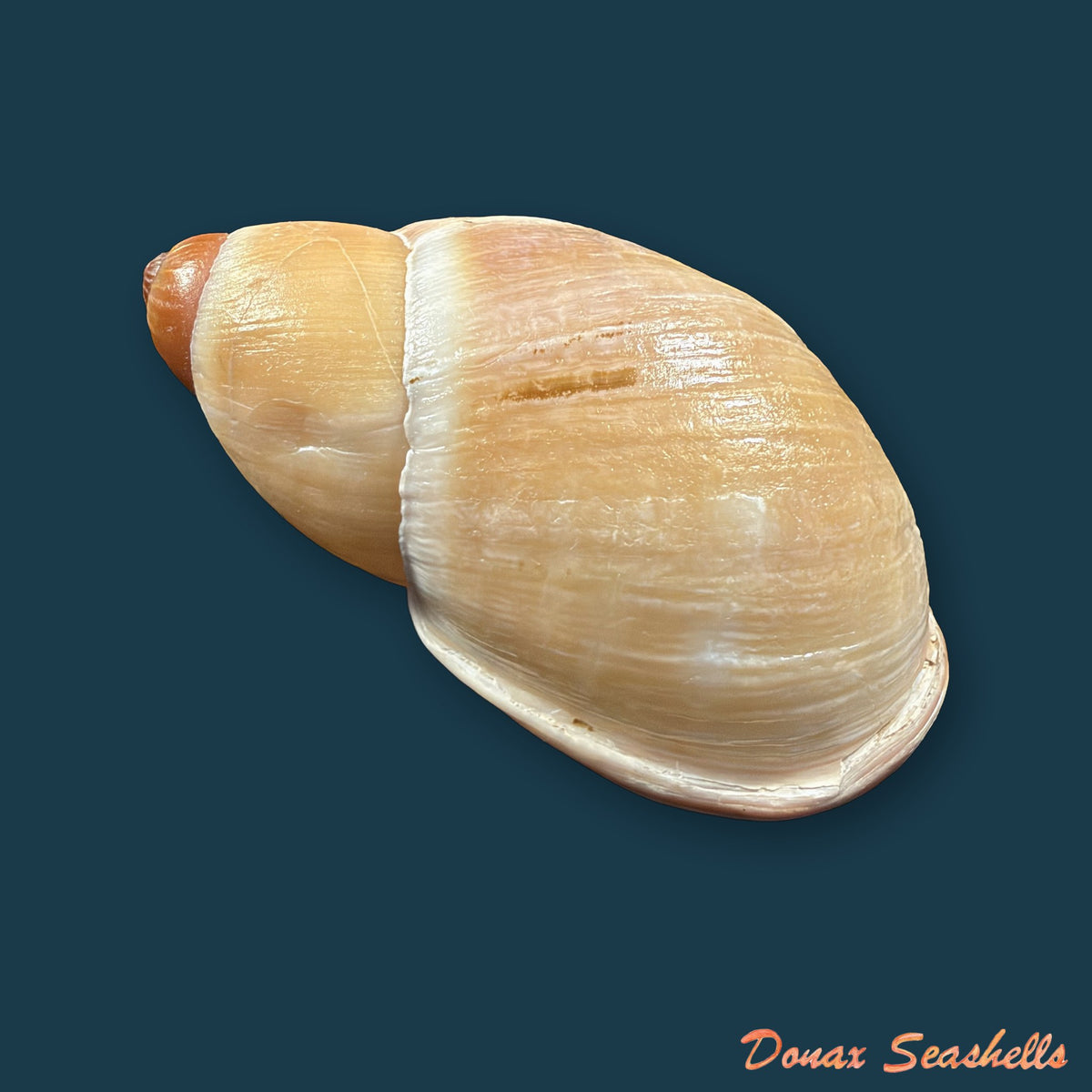 Megalobulimus granulosus (Rang, 1831) - 93,6mm