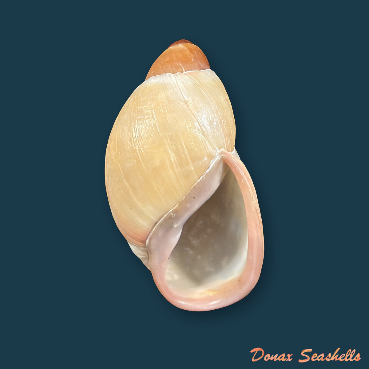 Megalobulimus granulosus (Rang, 1831) - 93,6mm