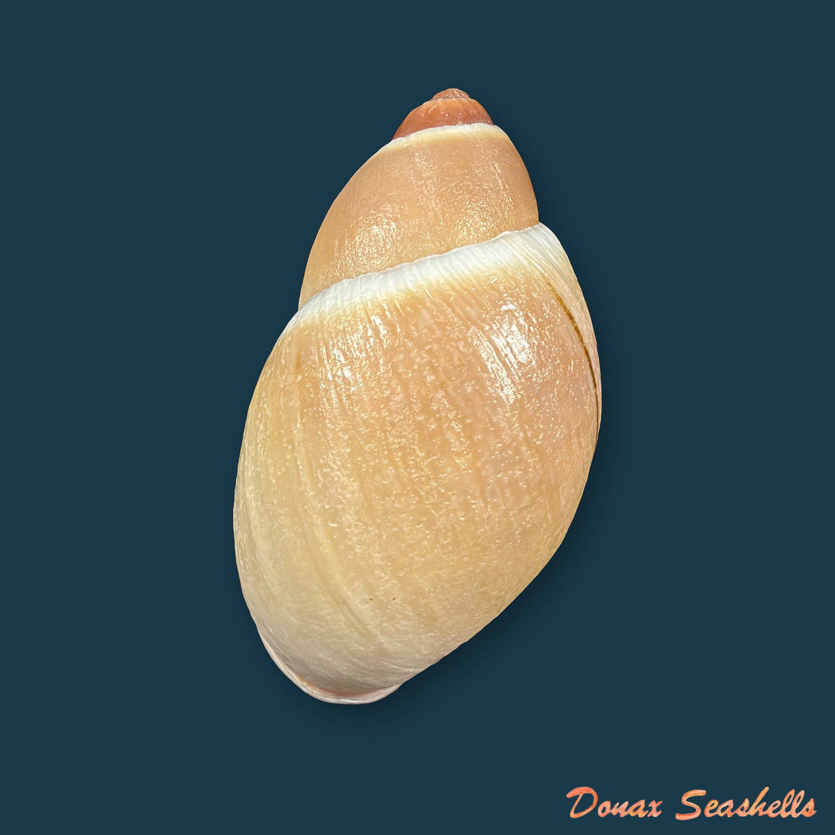Megalobulimus granulosus (Rang, 1831) - 91,3mm