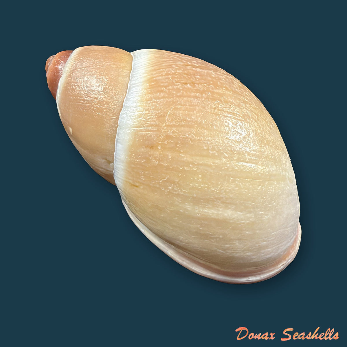 Megalobulimus granulosus (Rang, 1831) - 91,3mm