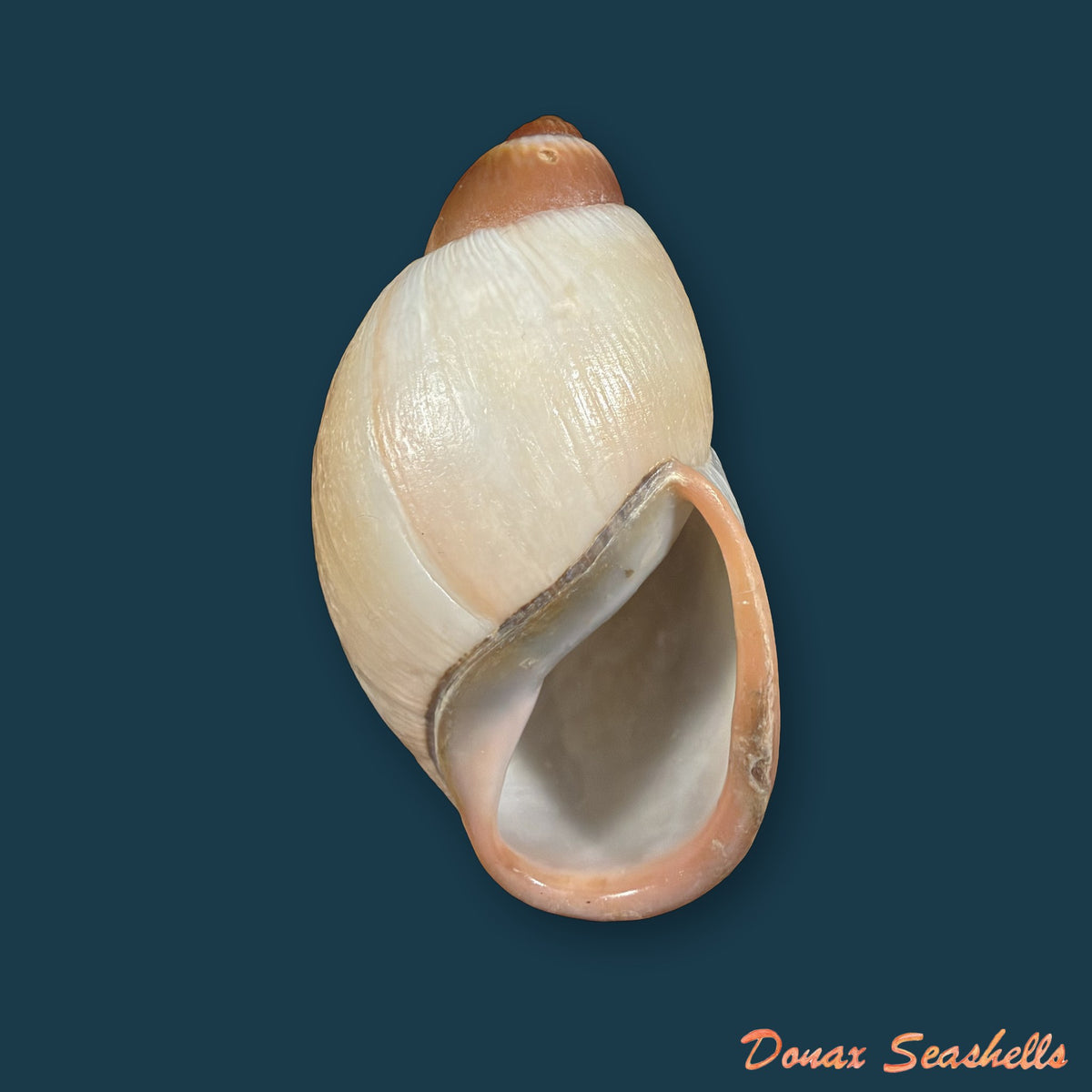 Megalobulimus granulosus (Rang, 1831) - 91,3mm