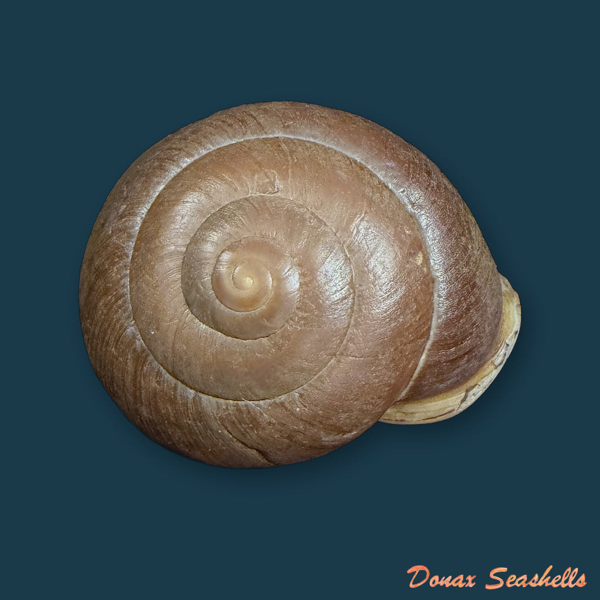 Isomeria procera (Pfeiffer, 1853) - 61,1mm
