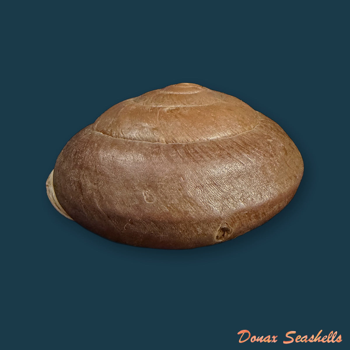 Isomeria procera (Pfeiffer, 1853) - 61,1mm