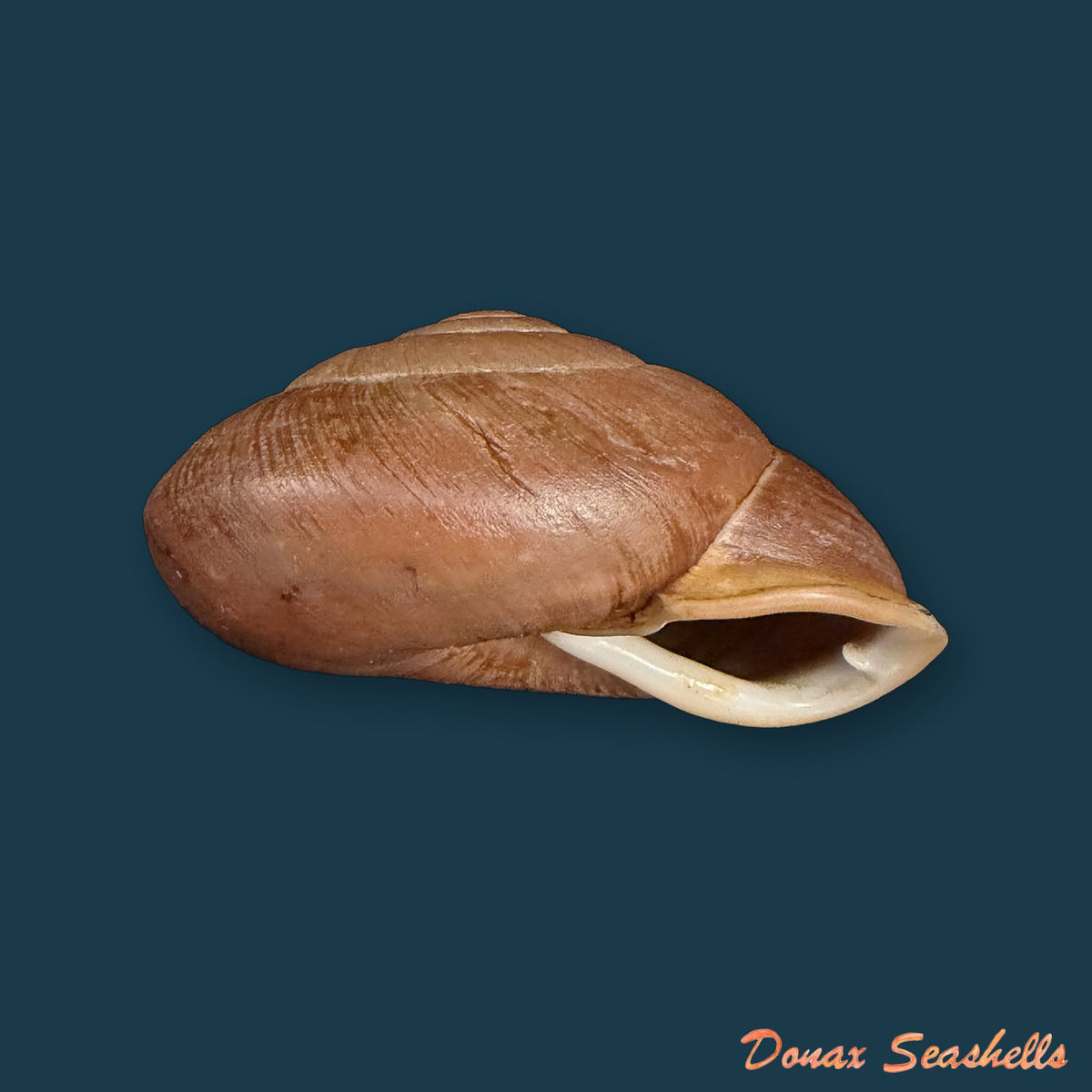 Isomeria procera (Pfeiffer, 1853) - 61,1mm