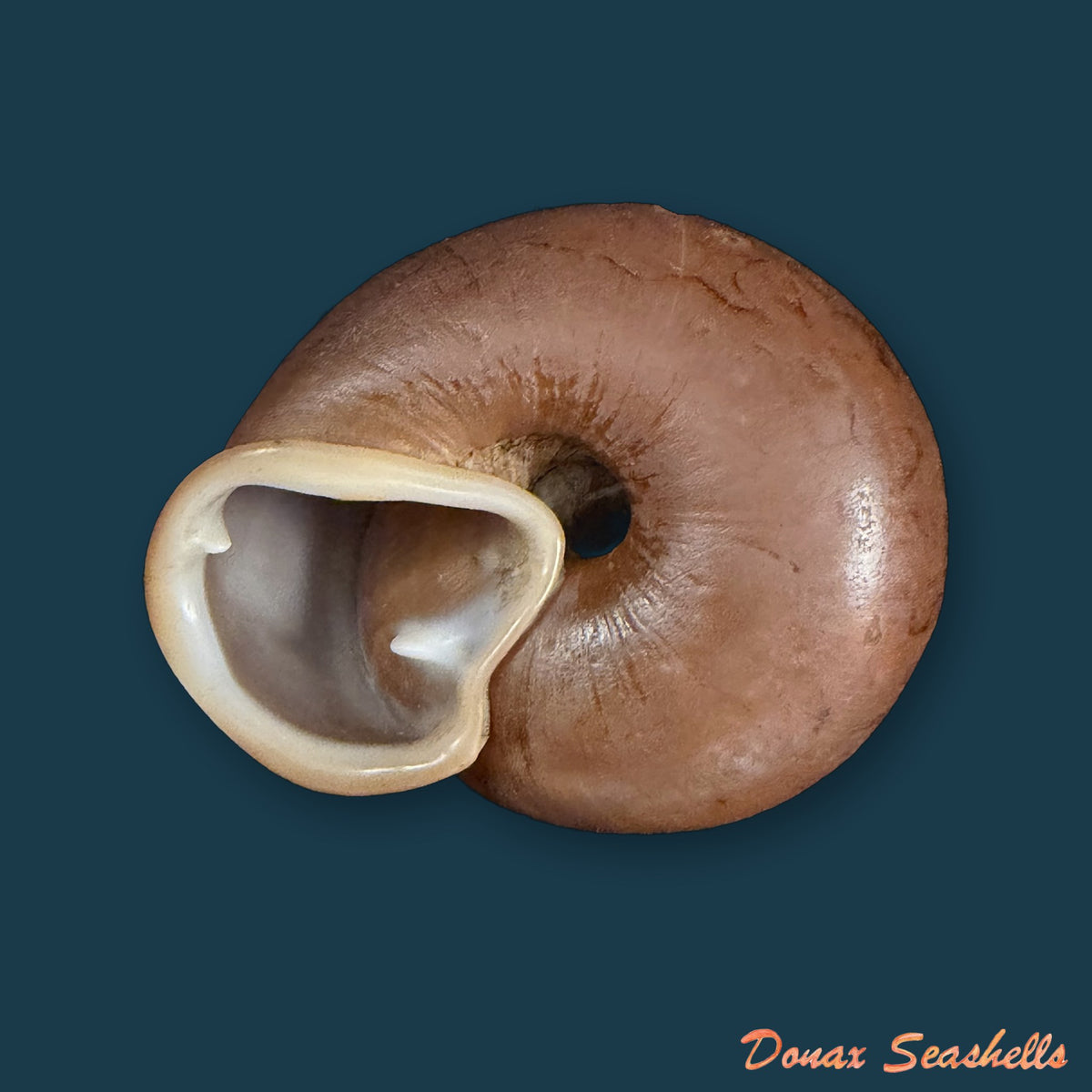 Isomeria procera (Pfeiffer, 1853) - 61,1mm