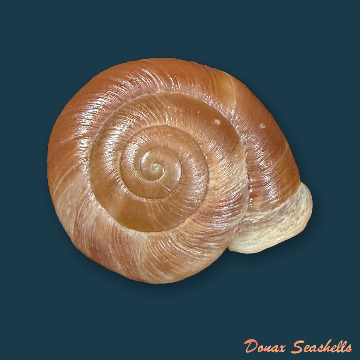 Isomeria globosa (Broderip, 1832) - 41,3mm