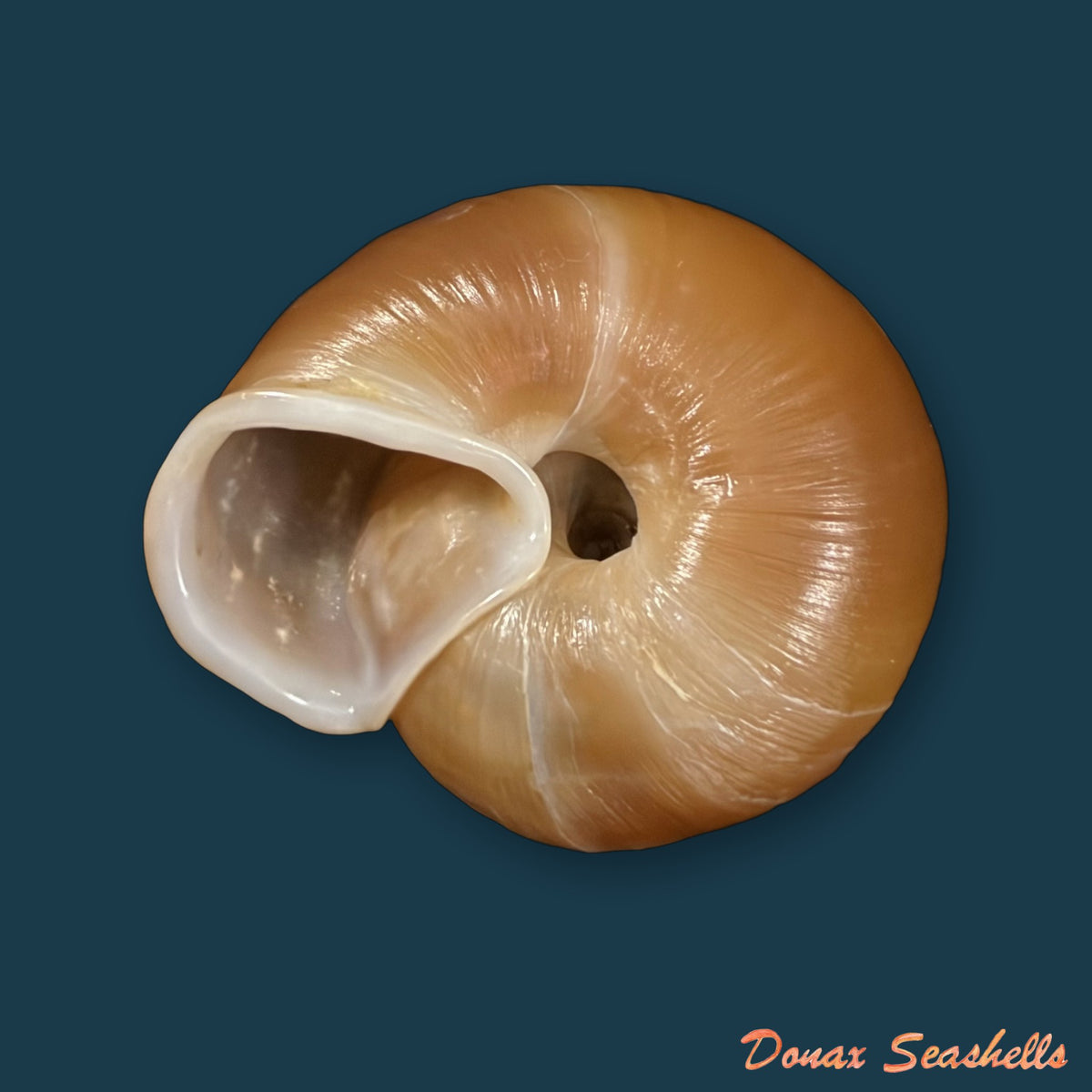 Isomeria globosa (Broderip, 1832) - 41,3mm