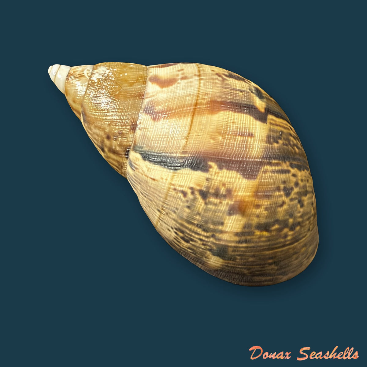 Hemibulimus dennisoni (Reeve, 1848) - 66,8mm