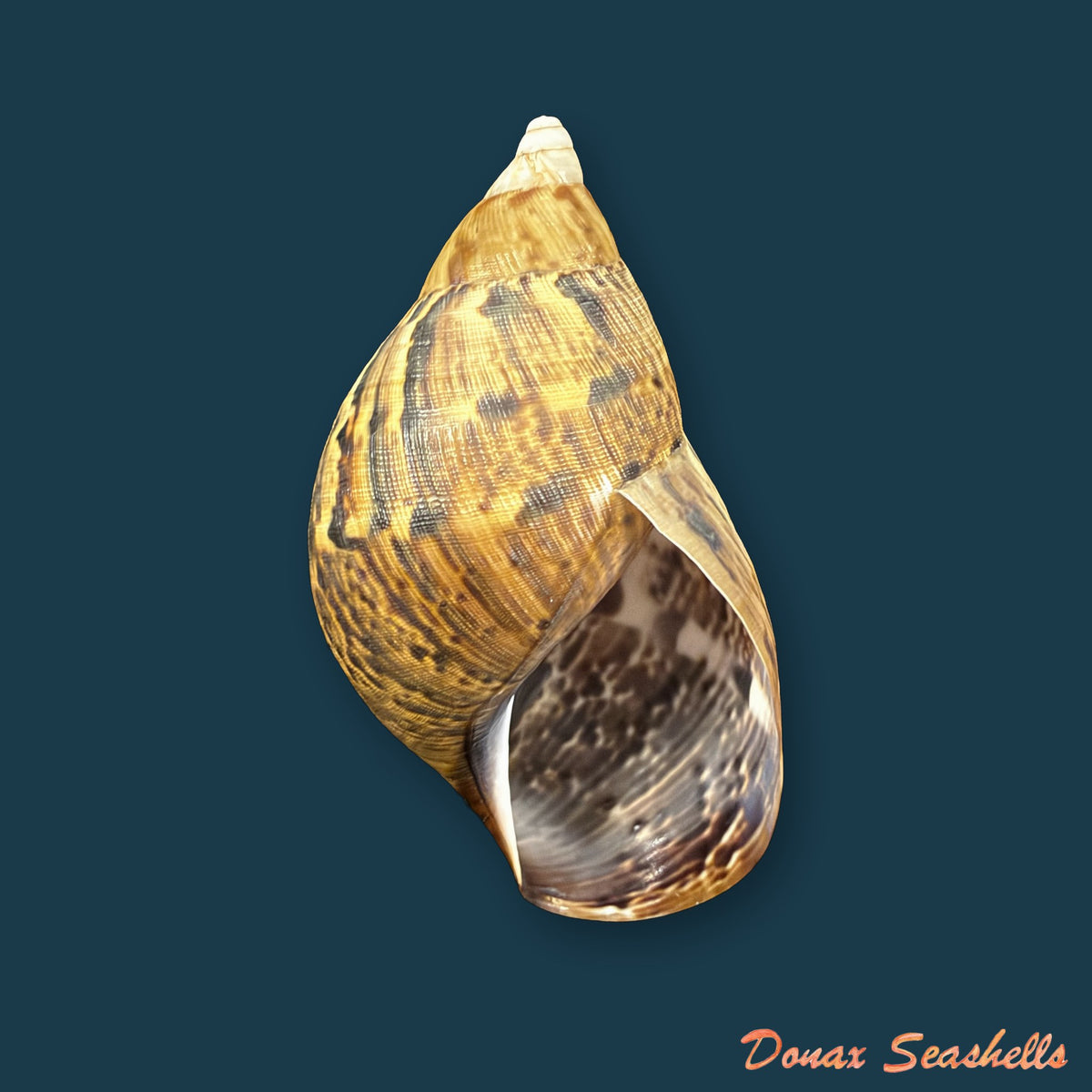 Sultana aff. atramentaria (L. Pfeiffer, 1855) - 65,8mm