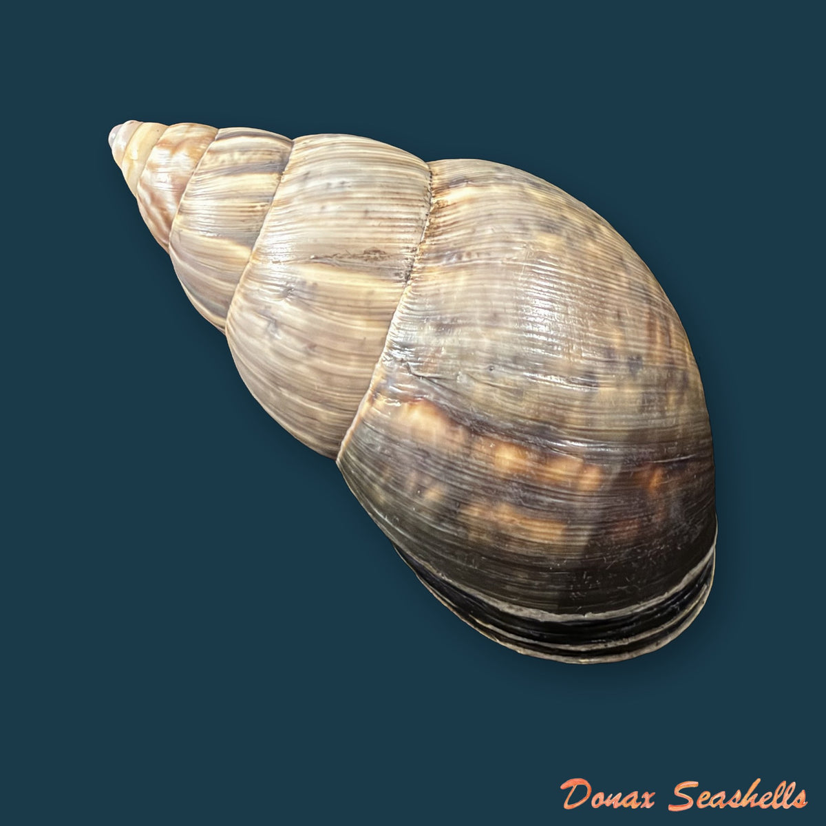 Sultana aff. atramentaria (L. Pfeiffer, 1855) - 68,7mm