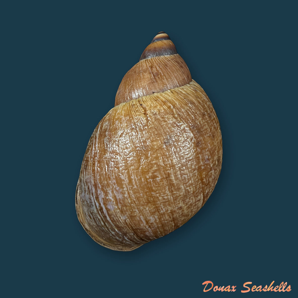 Plekocheilus aff. gibbonius (I. Lea, 1838) - 66,5mm