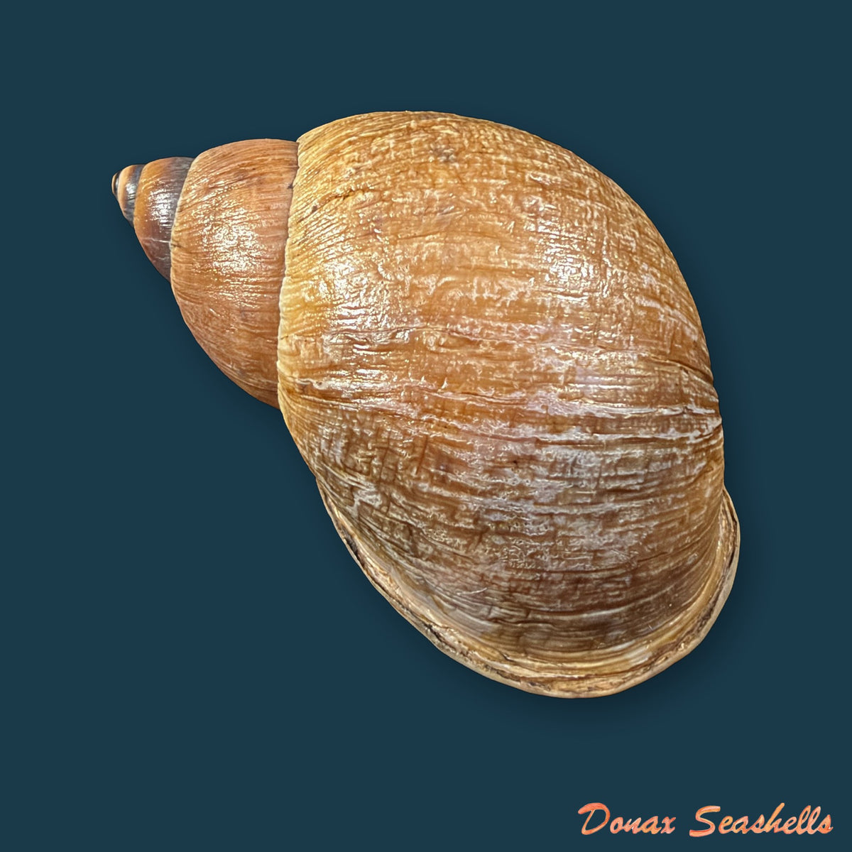 Plekocheilus aff. gibbonius (I. Lea, 1838) - 66,5mm