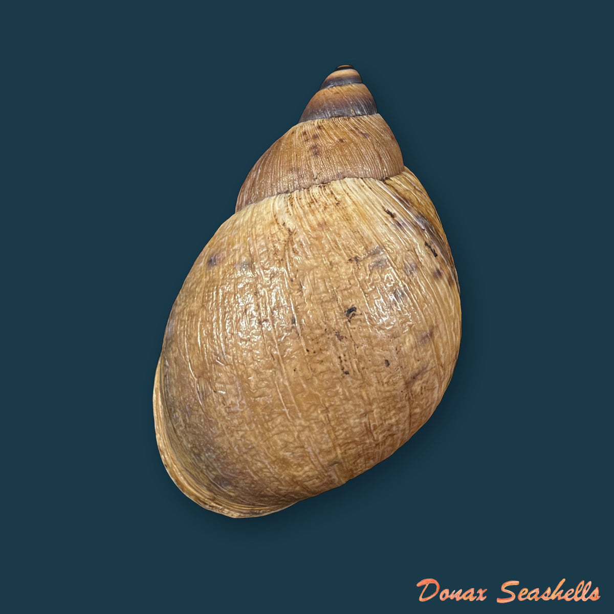 Plekocheilus aff. gibbonius (I. Lea, 1838) - 67,8mm