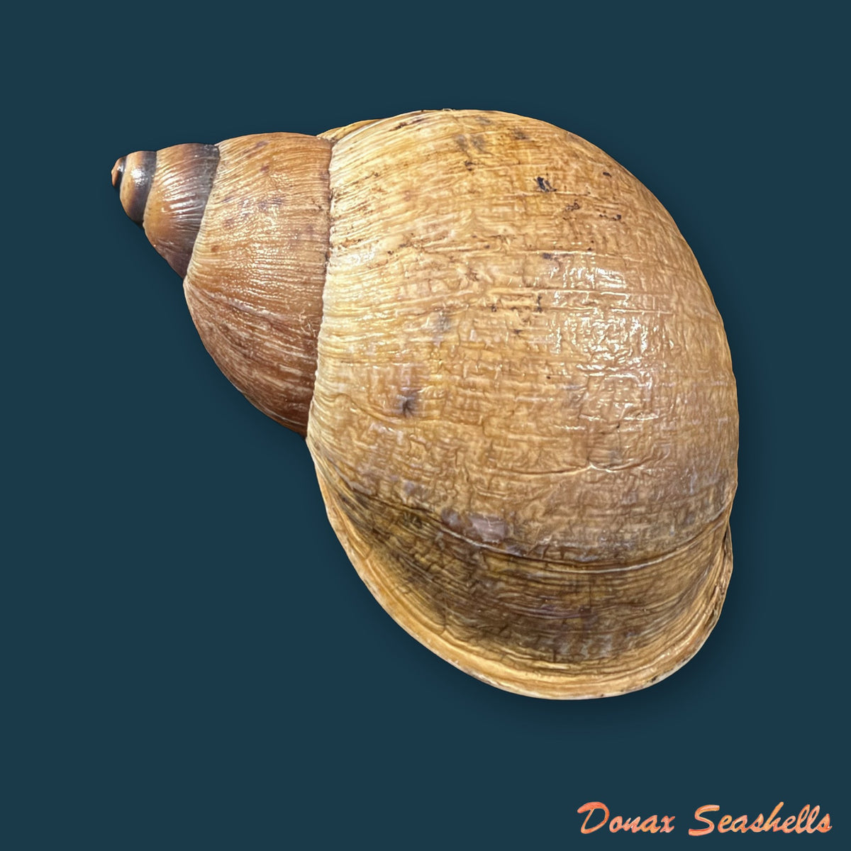 Plekocheilus aff. gibbonius (I. Lea, 1838) - 67,8mm