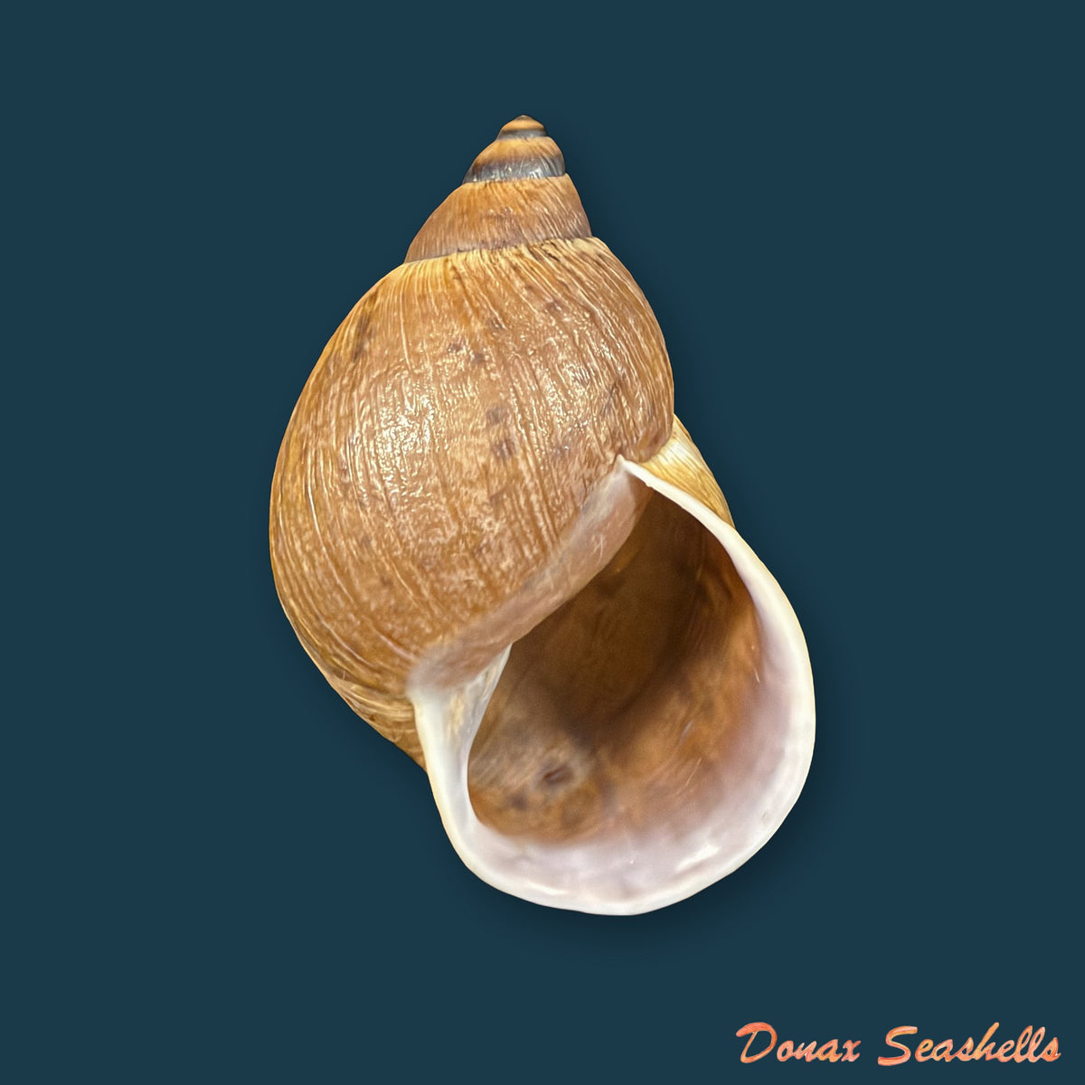 Plekocheilus aff. gibbonius (I. Lea, 1838) - 67,8mm
