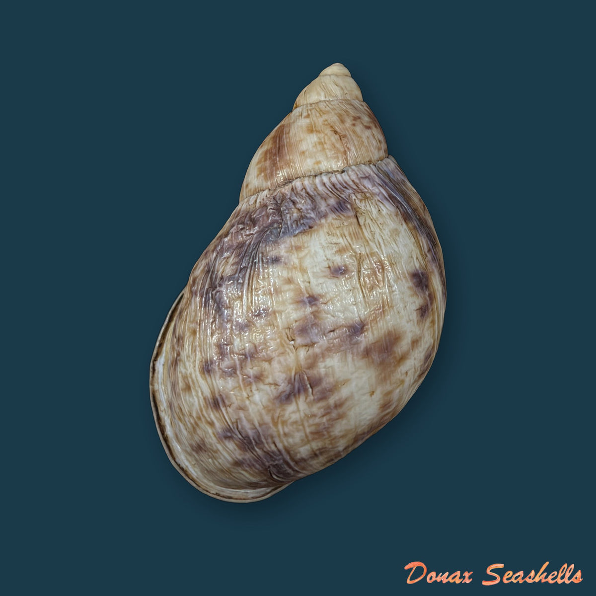 Plekocheilus cf. roseolabrum (E. A. Smith, 1877) - 73,2mm