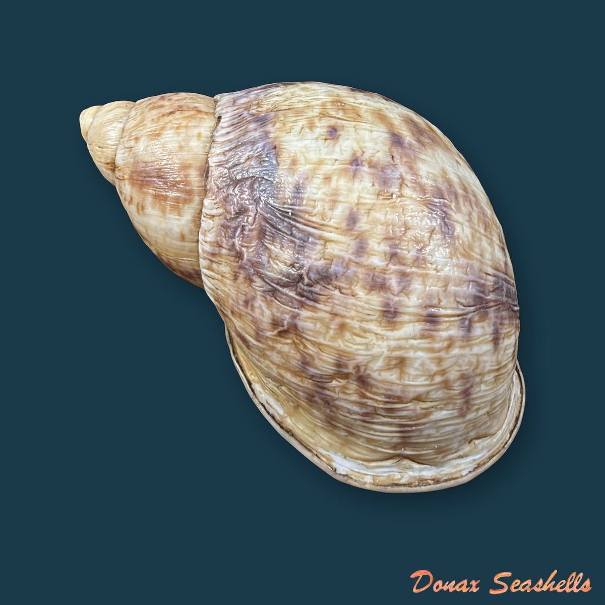 Plekocheilus cf. roseolabrum (E. A. Smith, 1877) - 73,2mm