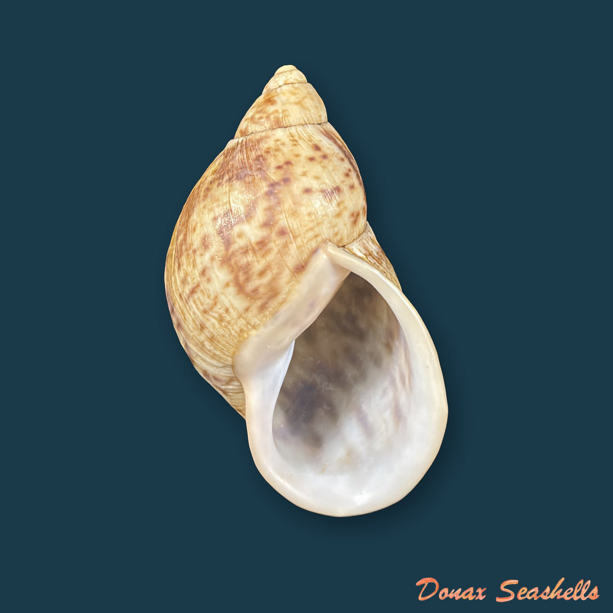 Plekocheilus cf. roseolabrum (E. A. Smith, 1877) - 73,2mm