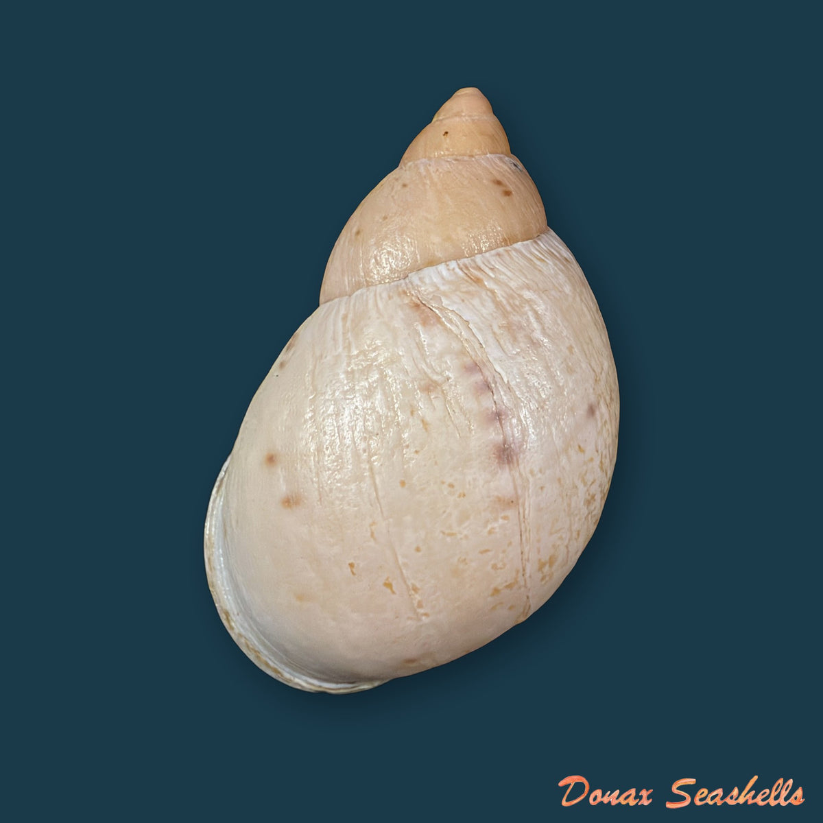 Plekocheilus cf. coloratus (Nyst, 1845) - 63mm