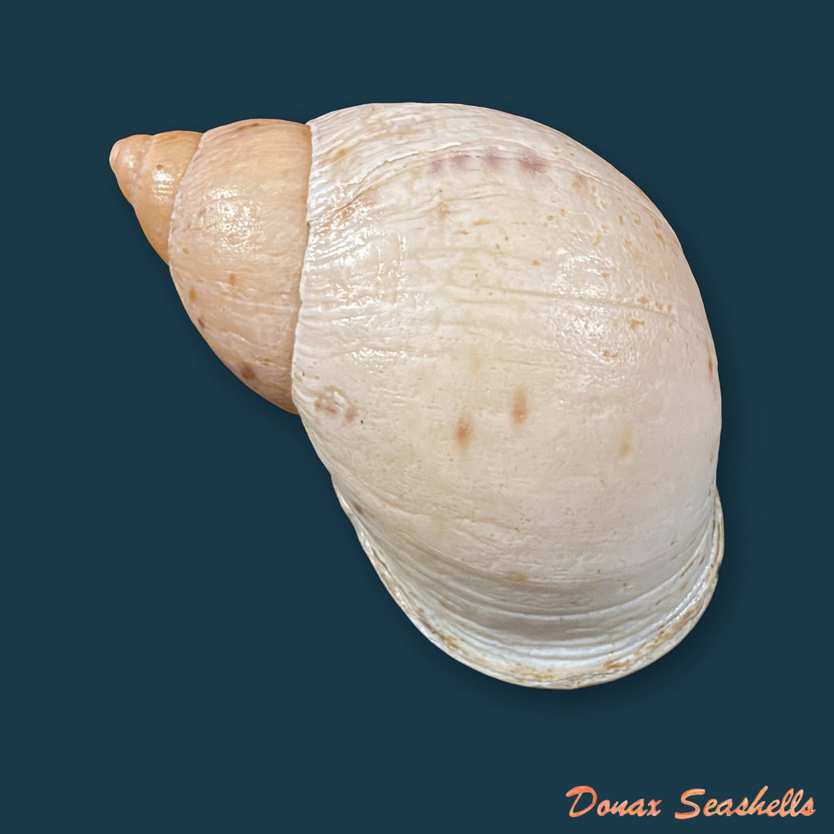 Plekocheilus cf. coloratus (Nyst, 1845) - 63mm