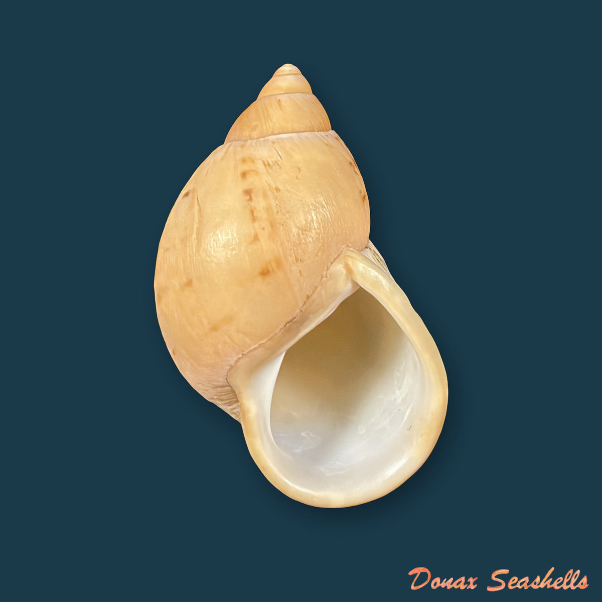 Plekocheilus cf. coloratus (Nyst, 1845) - 63mm