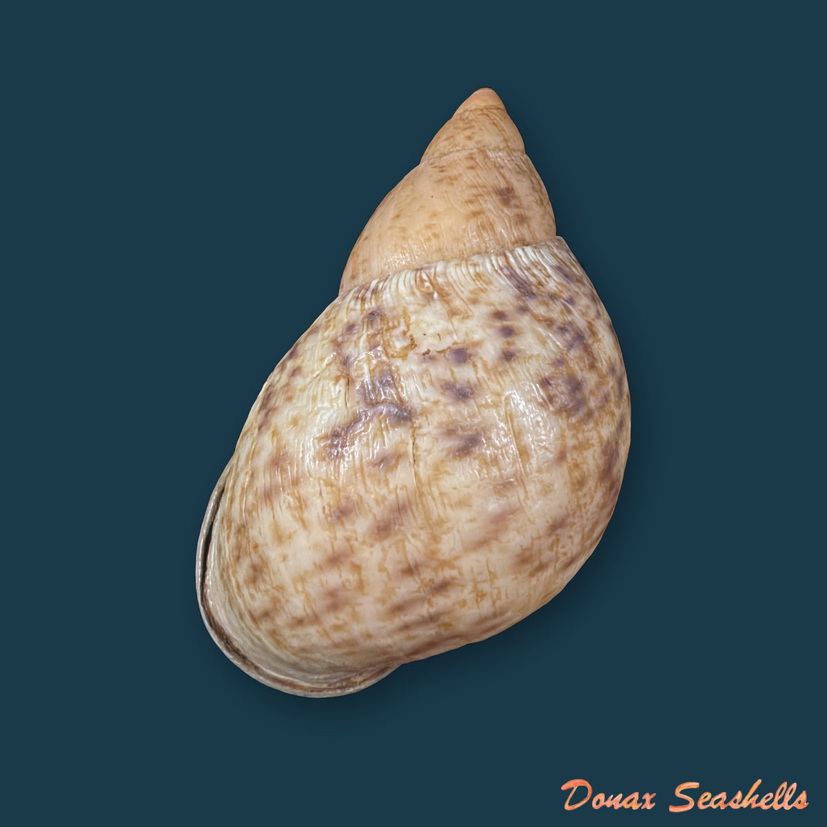 Plekocheilus cf. coloratus (Nyst, 1845) - 76,9mm