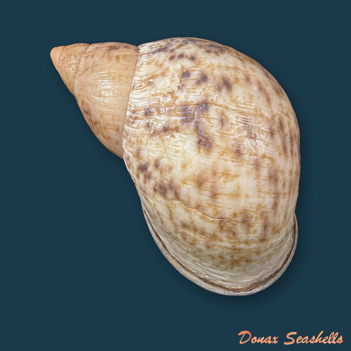 Plekocheilus cf. coloratus (Nyst, 1845) - 76,9mm